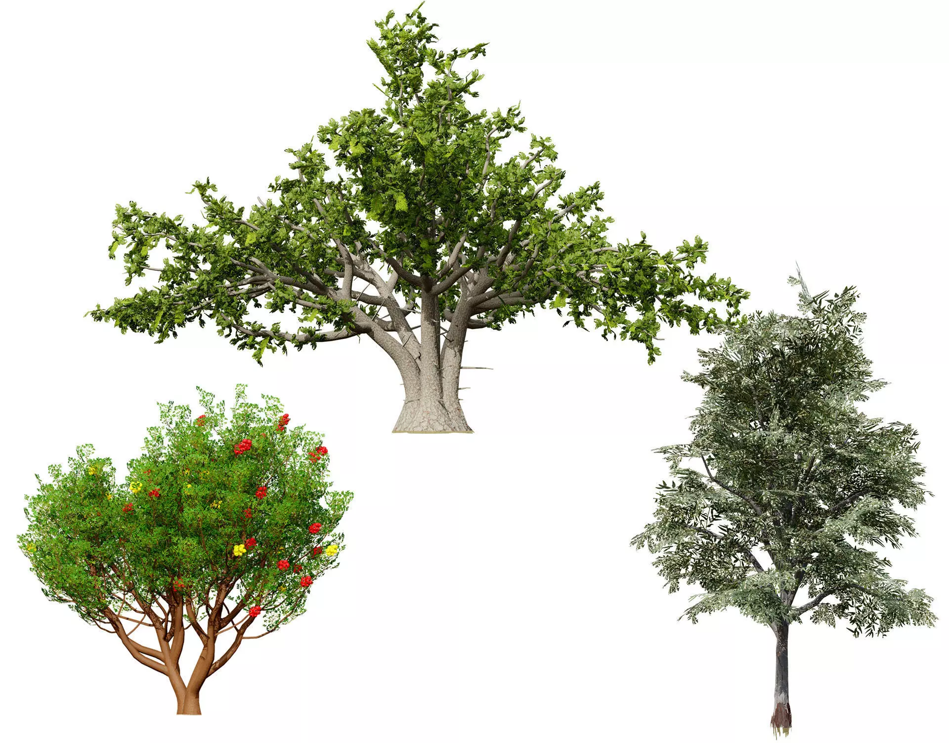 Moroccan Tree Pack Low-poly 3D model_0