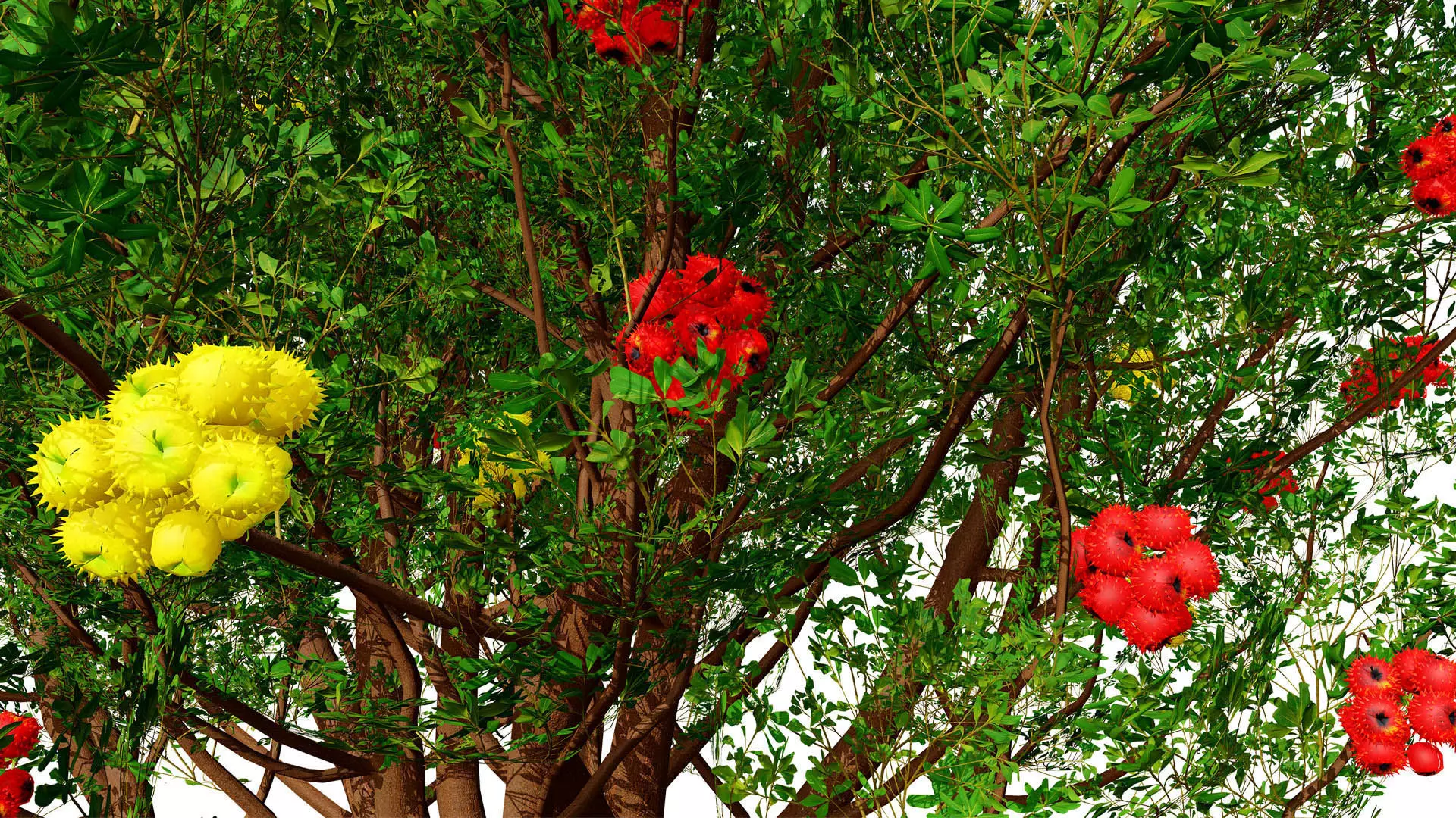 Moroccan Tree Pack Low-poly 3D model_3