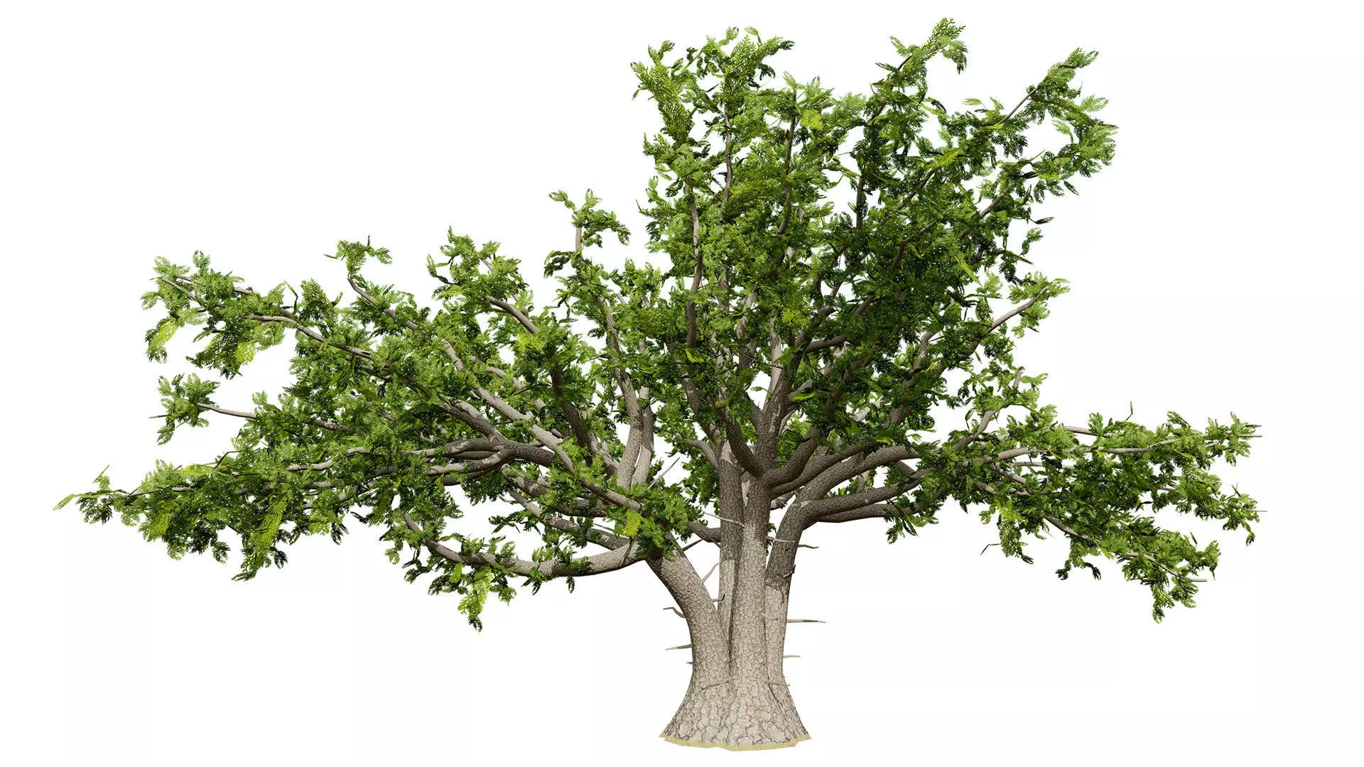 Moroccan Tree Pack Low-poly 3D model_8