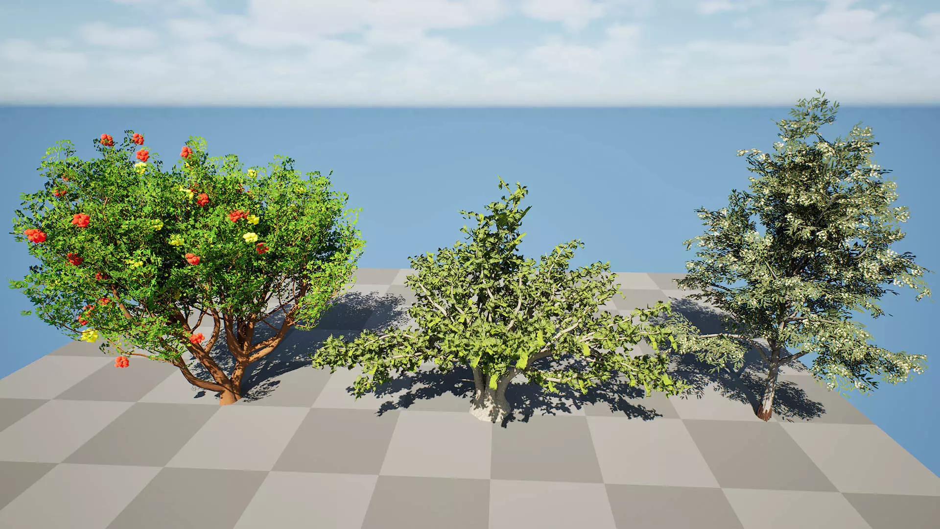 Moroccan Tree Pack Low-poly 3D model_4