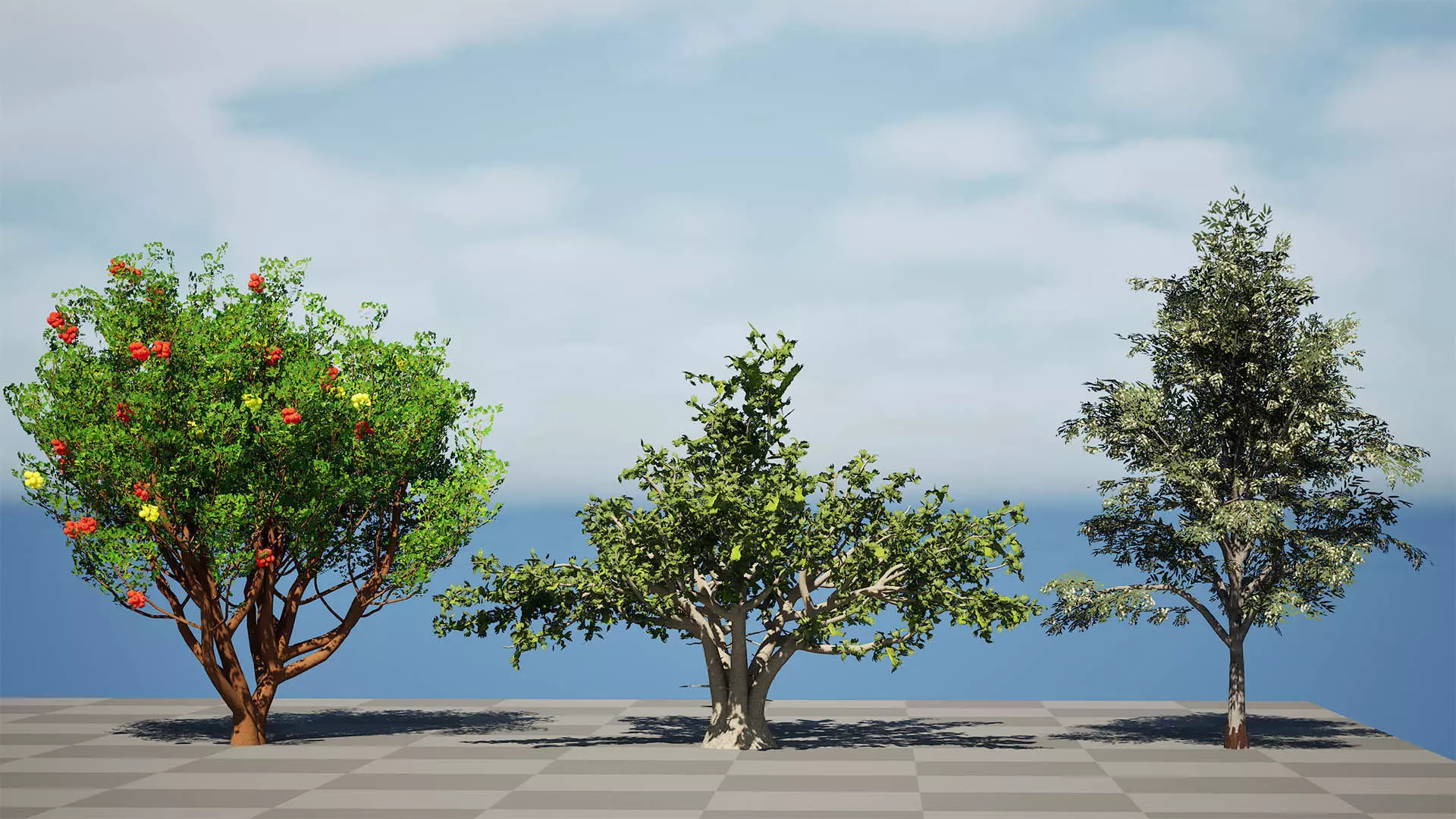 Moroccan Tree Pack Low-poly 3D model_5