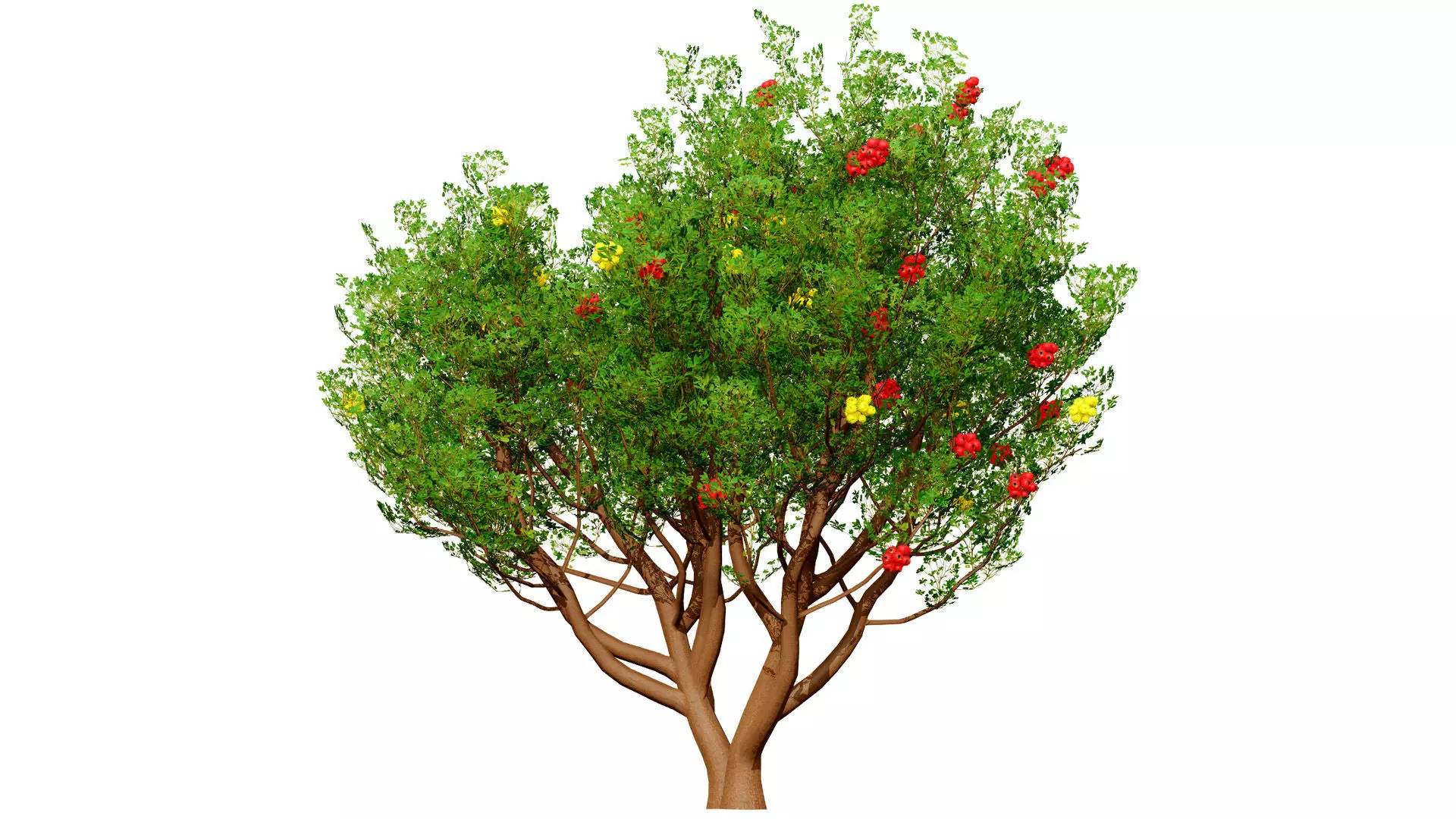 Moroccan Tree Pack Low-poly 3D model_2