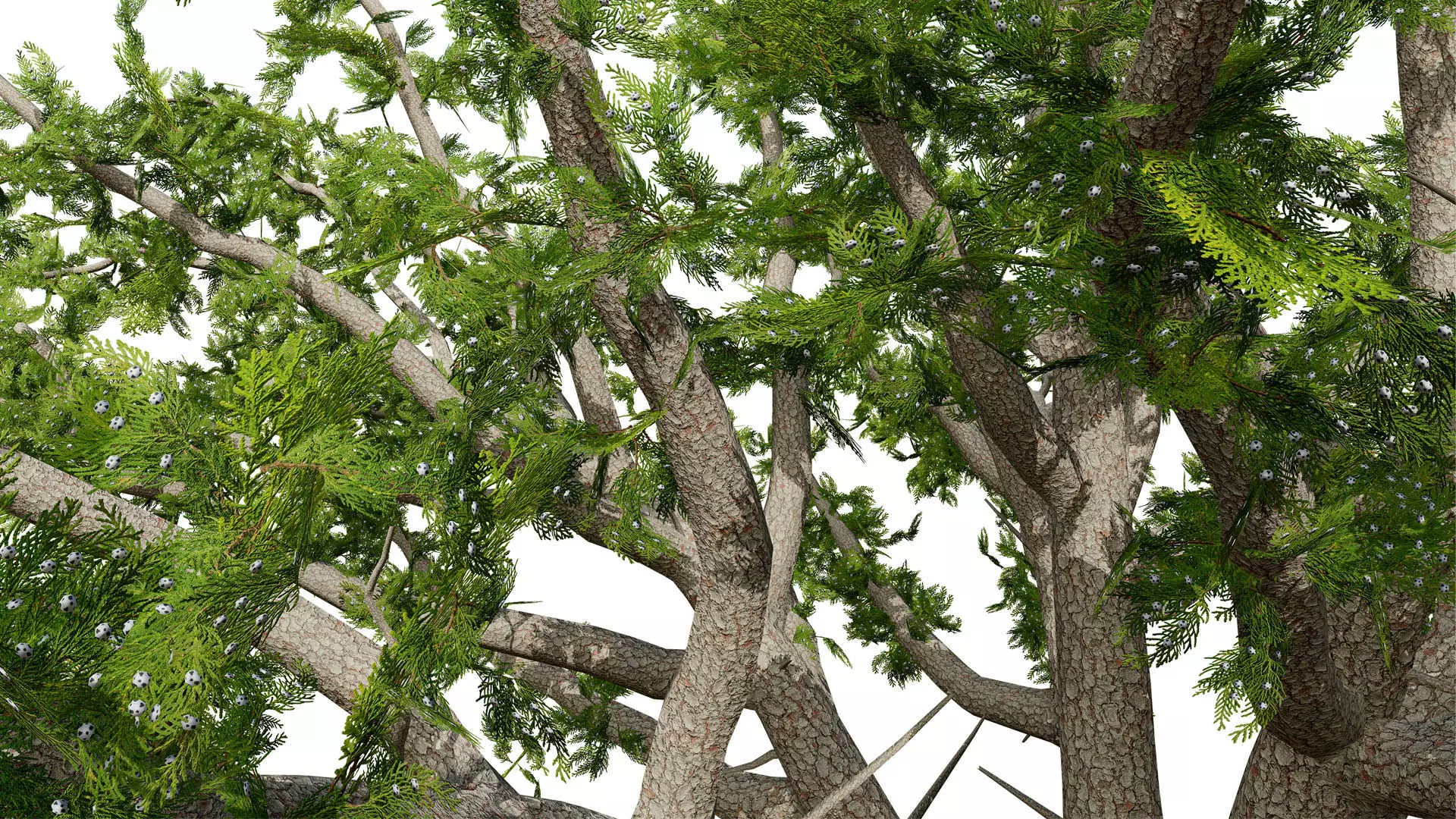 Moroccan Tree Pack Low-poly 3D model_7