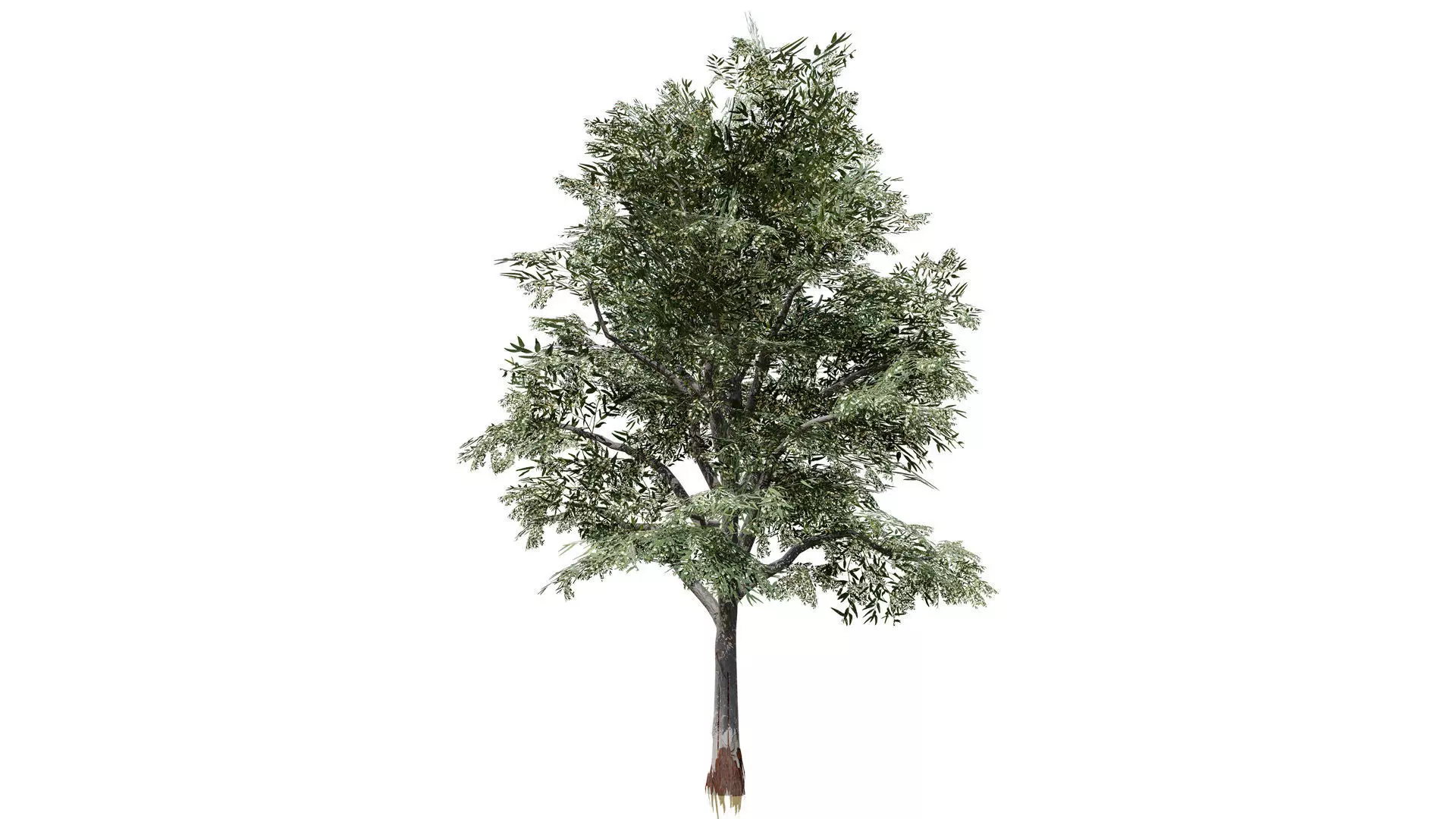 Moroccan Tree Pack Low-poly 3D model_9