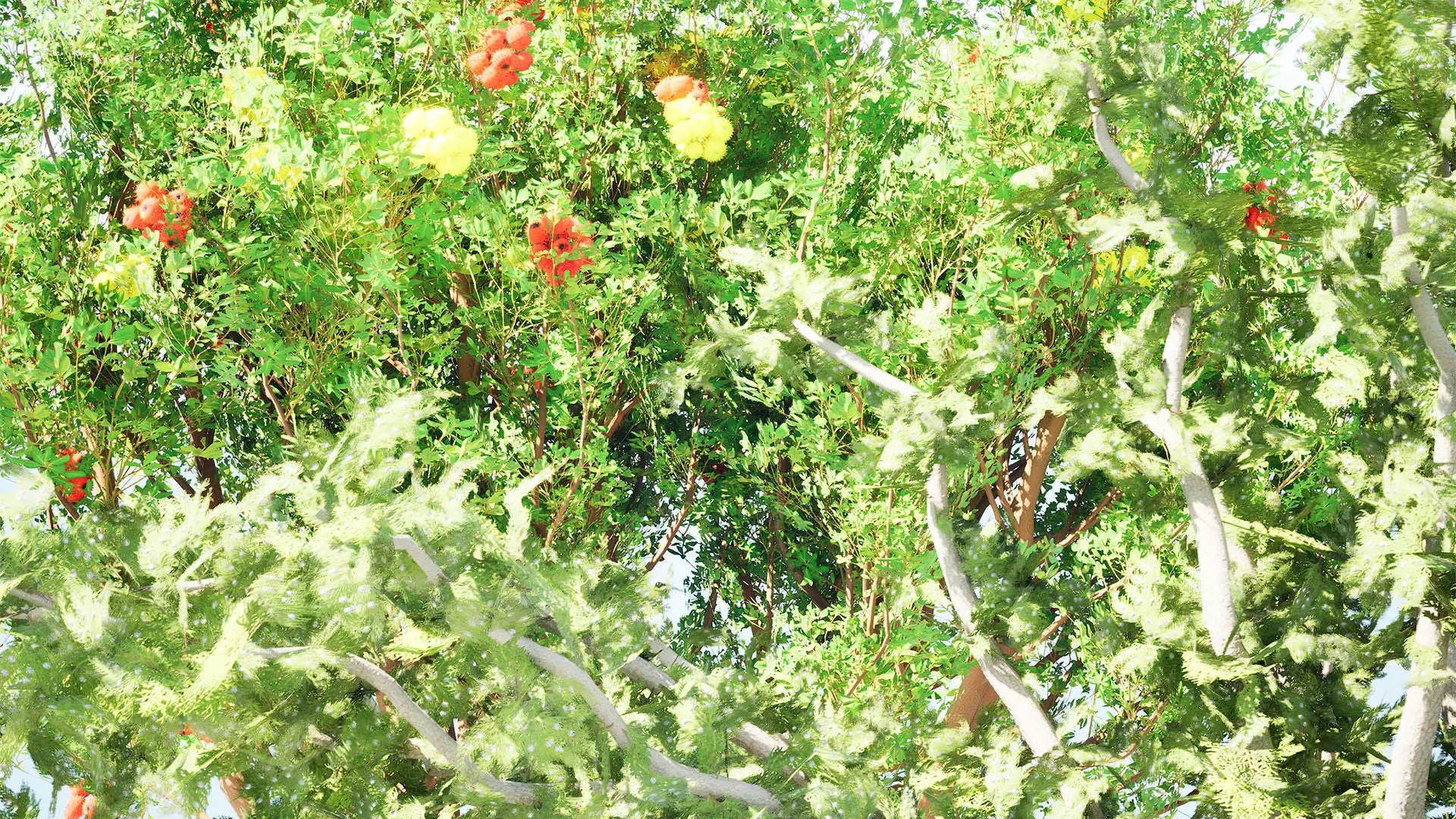 Moroccan Tree Pack Low-poly 3D model_6