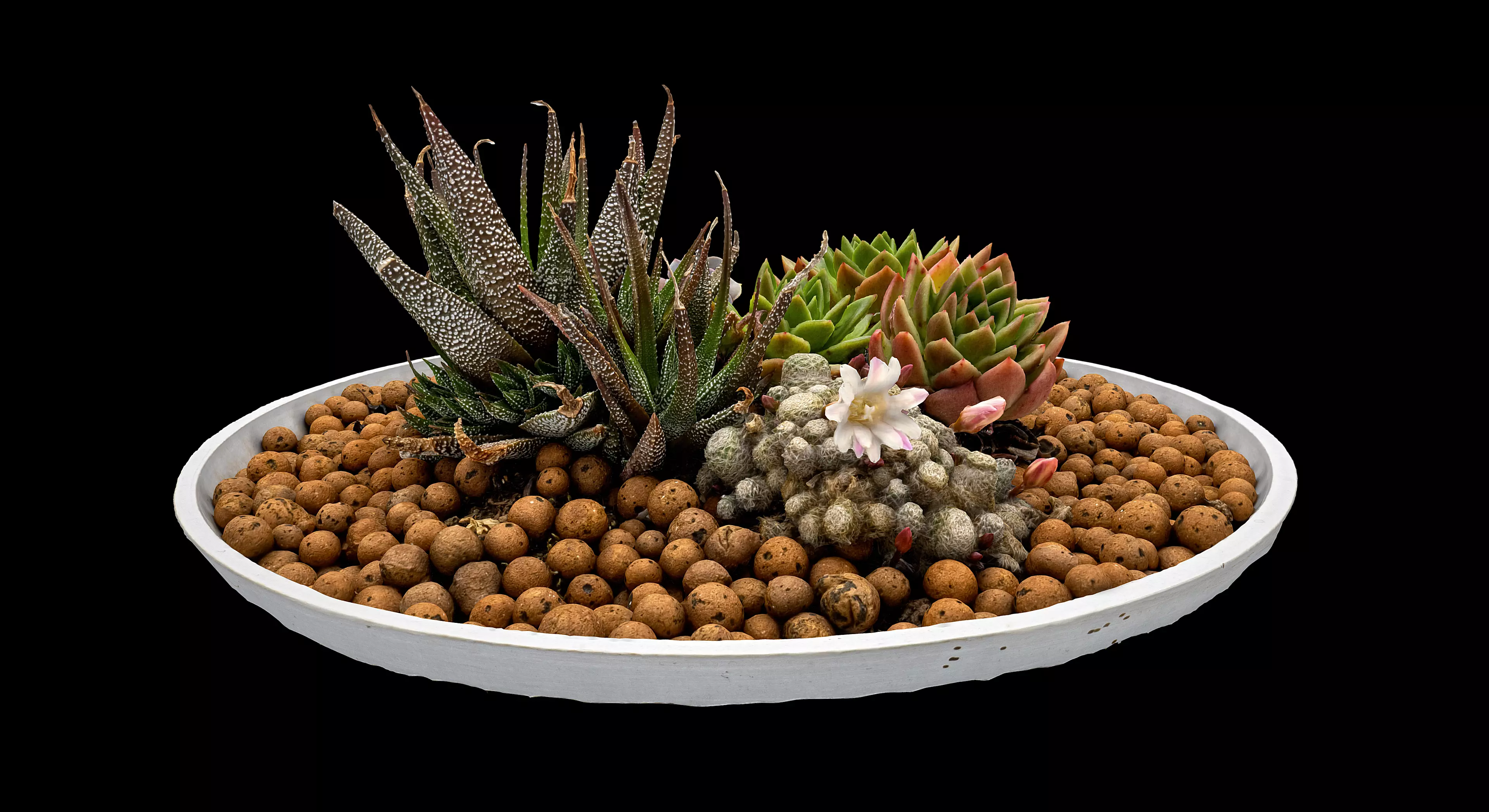 Succulent Plants 3D model