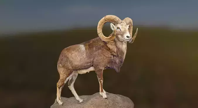 Stuffed Ram