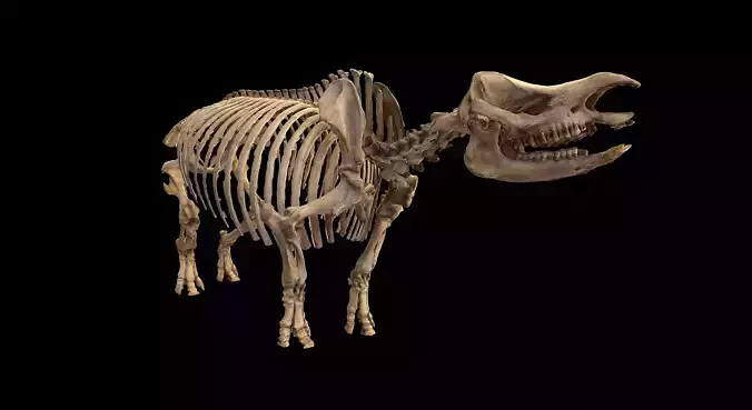 Rhinoceros Skeleton