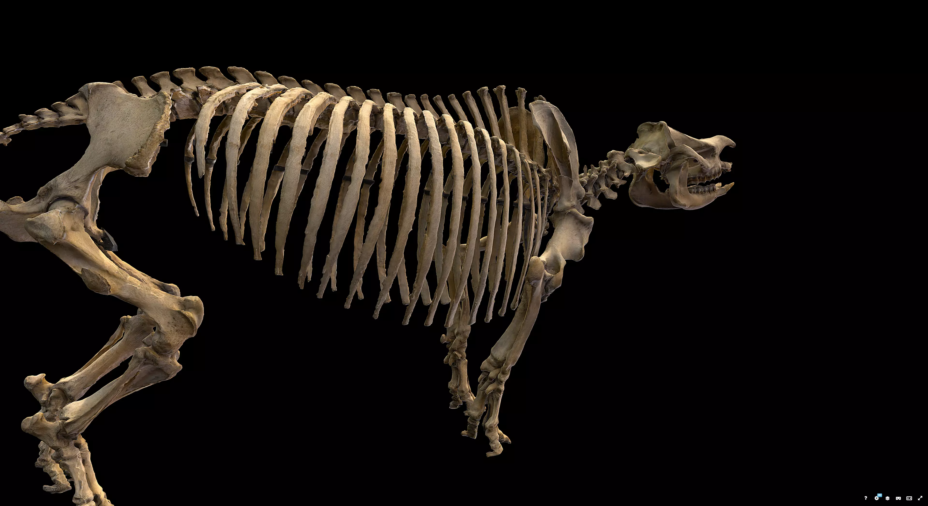 Rhinoceros Skeleton 3D model_1