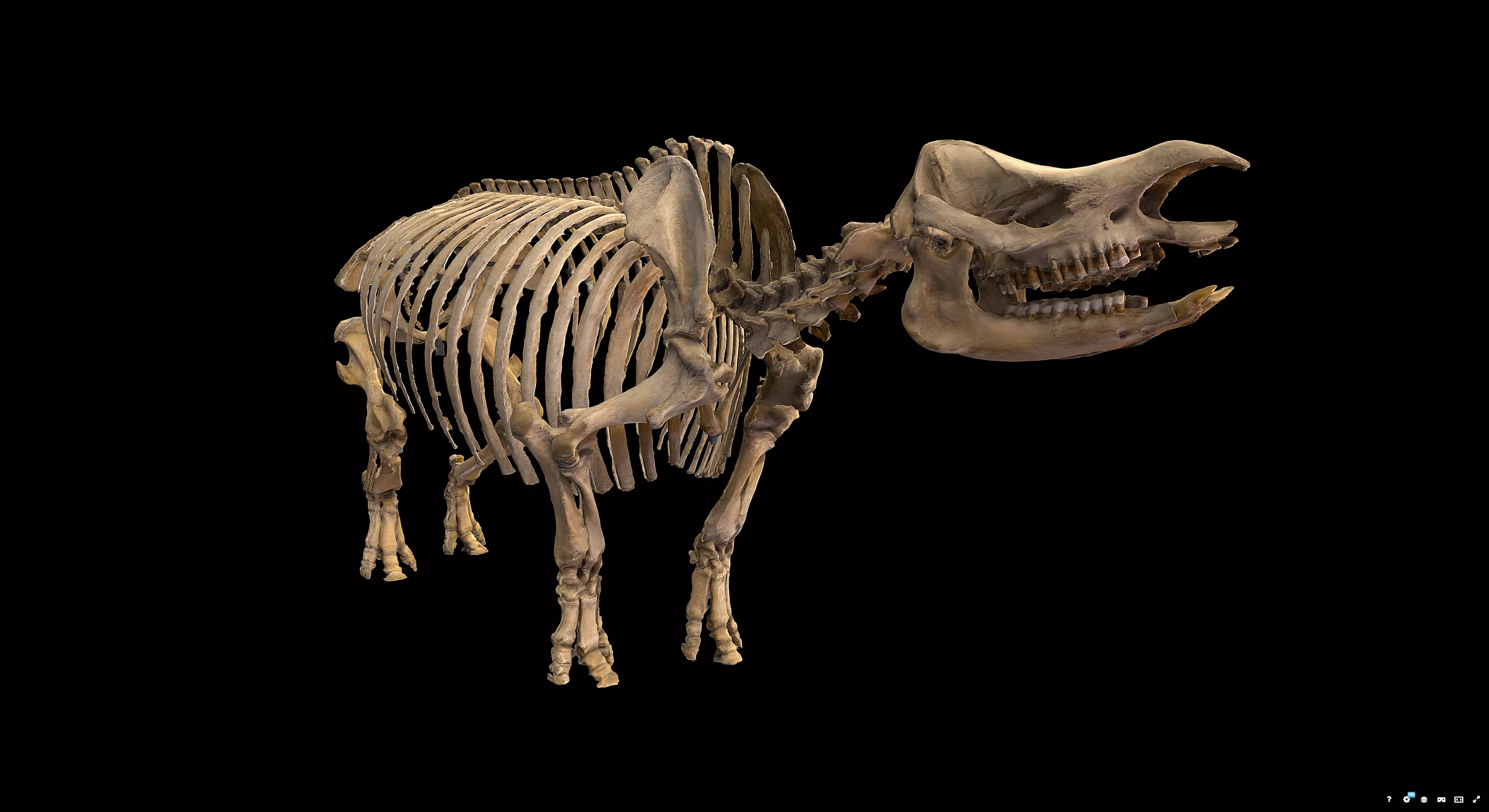 Rhinoceros Skeleton 3D model_5