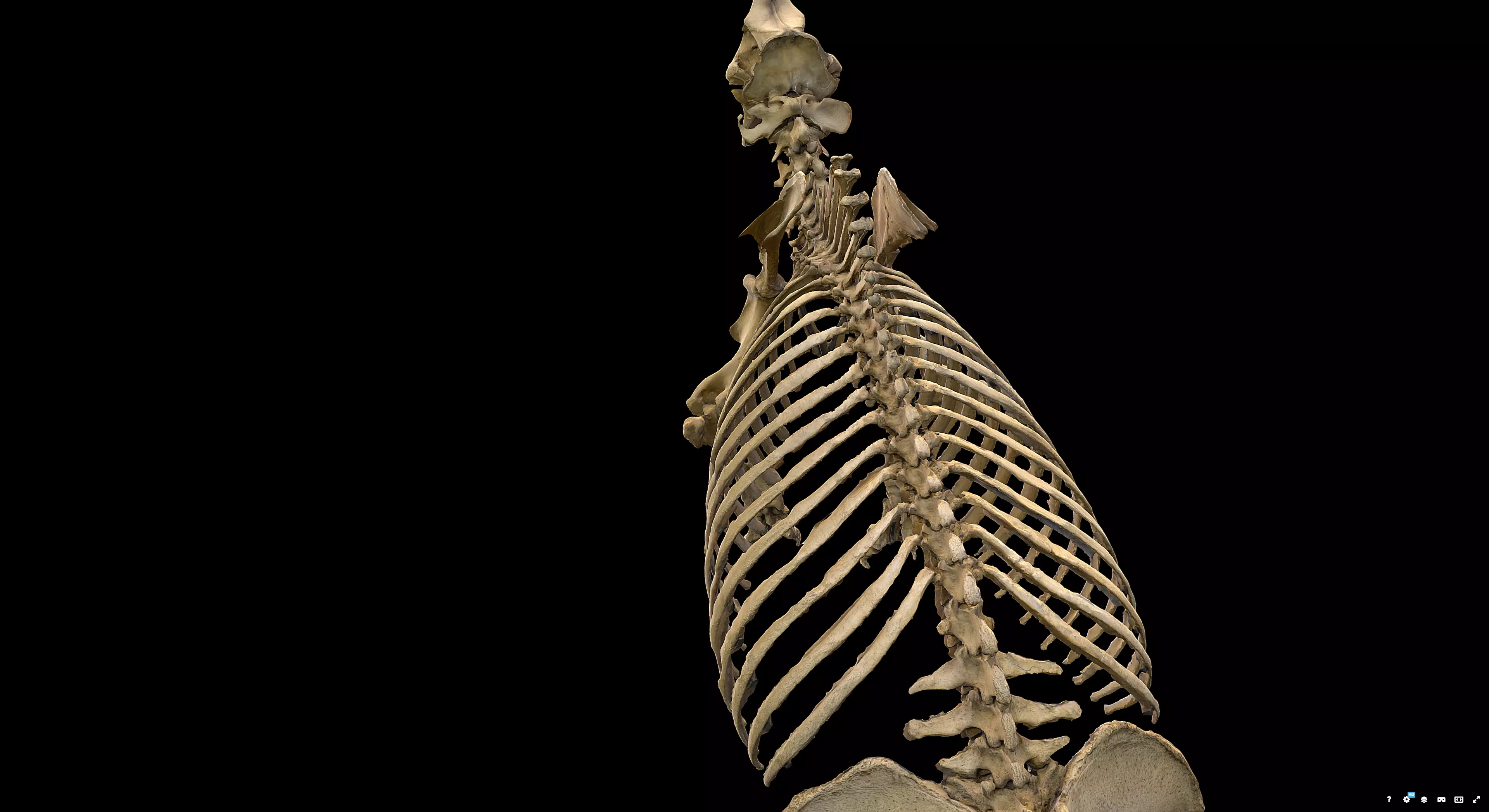 Rhinoceros Skeleton 3D model_7