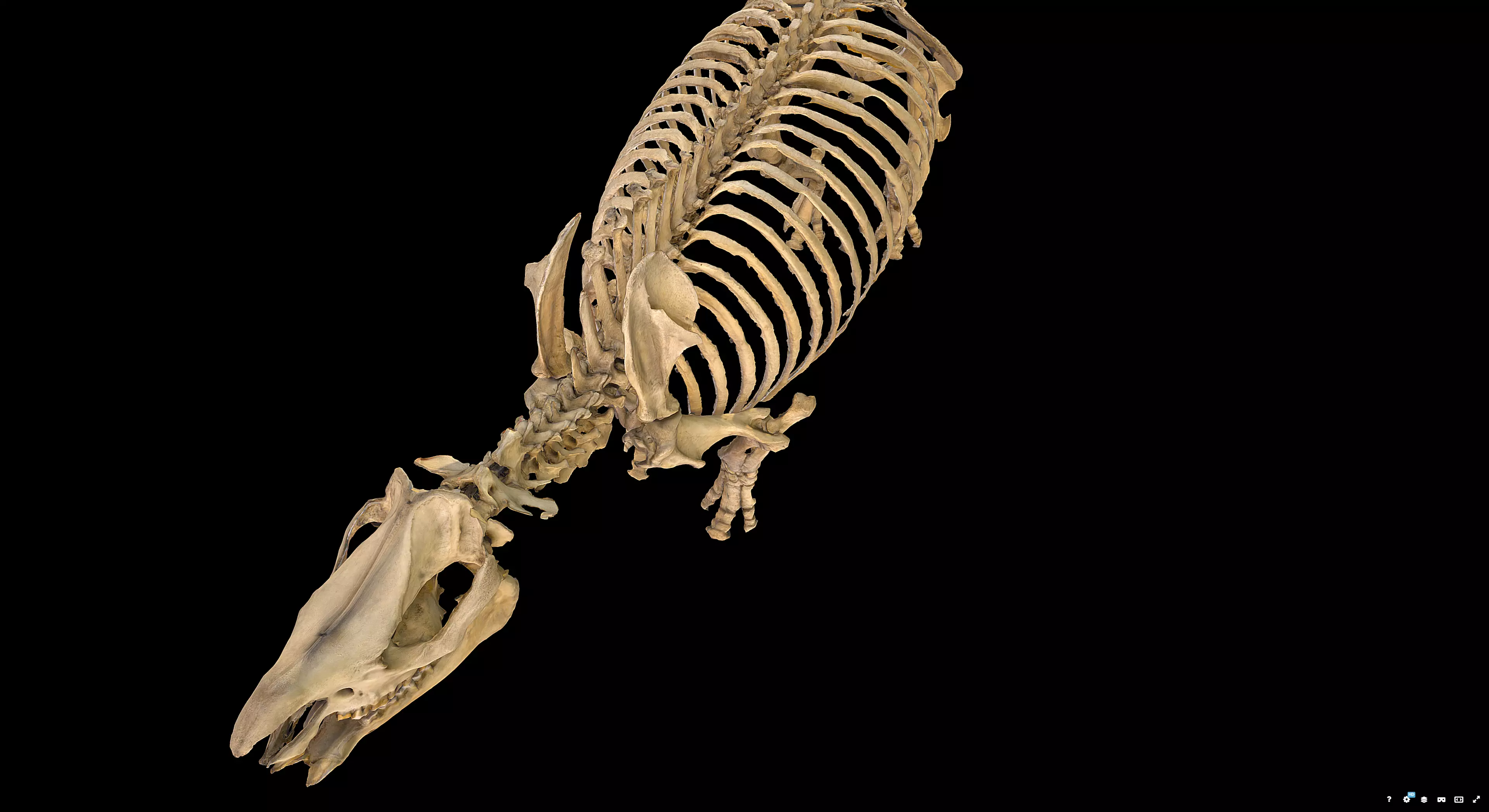 Rhinoceros Skeleton 3D model_6