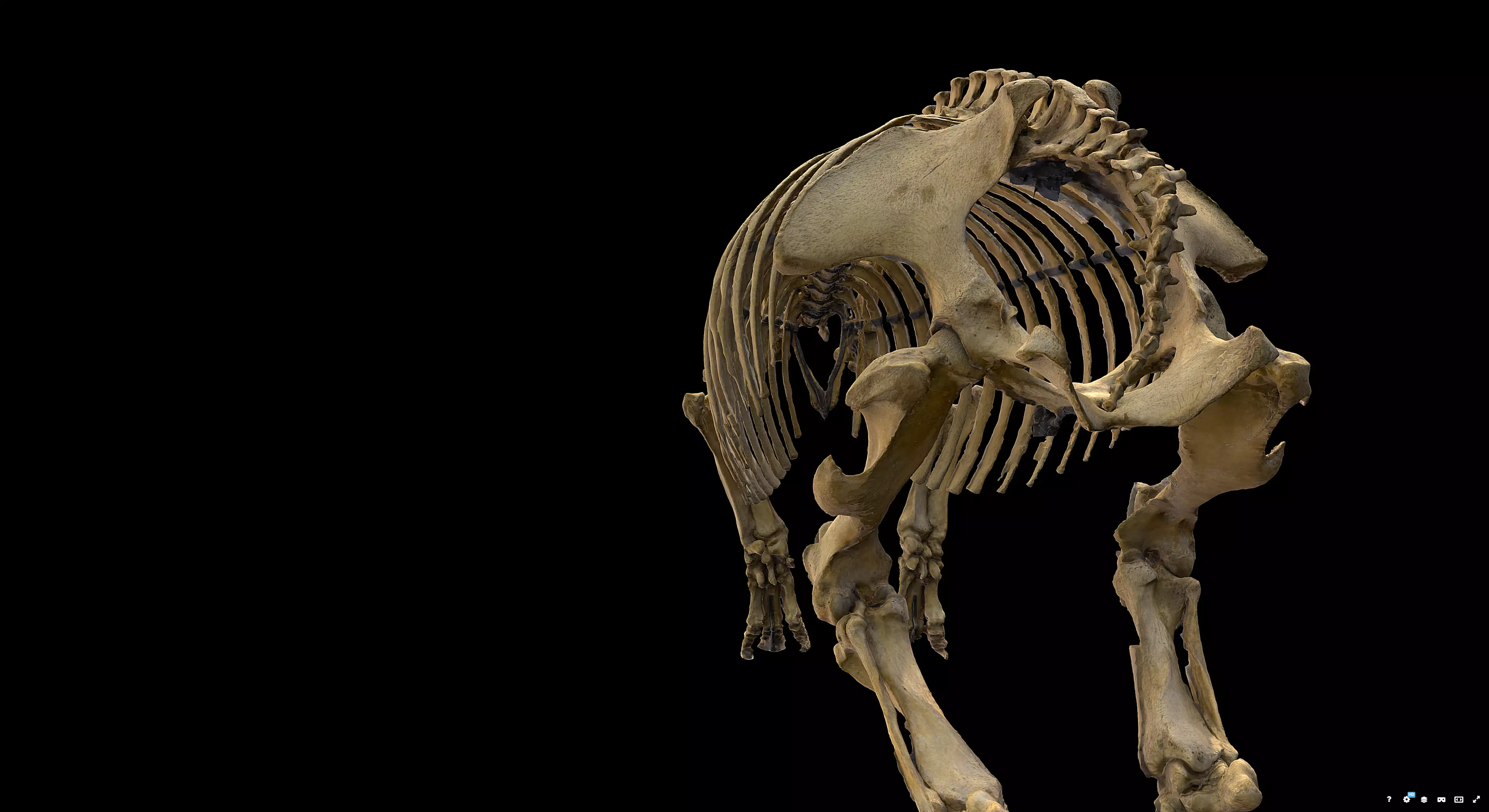 Rhinoceros Skeleton 3D model_2