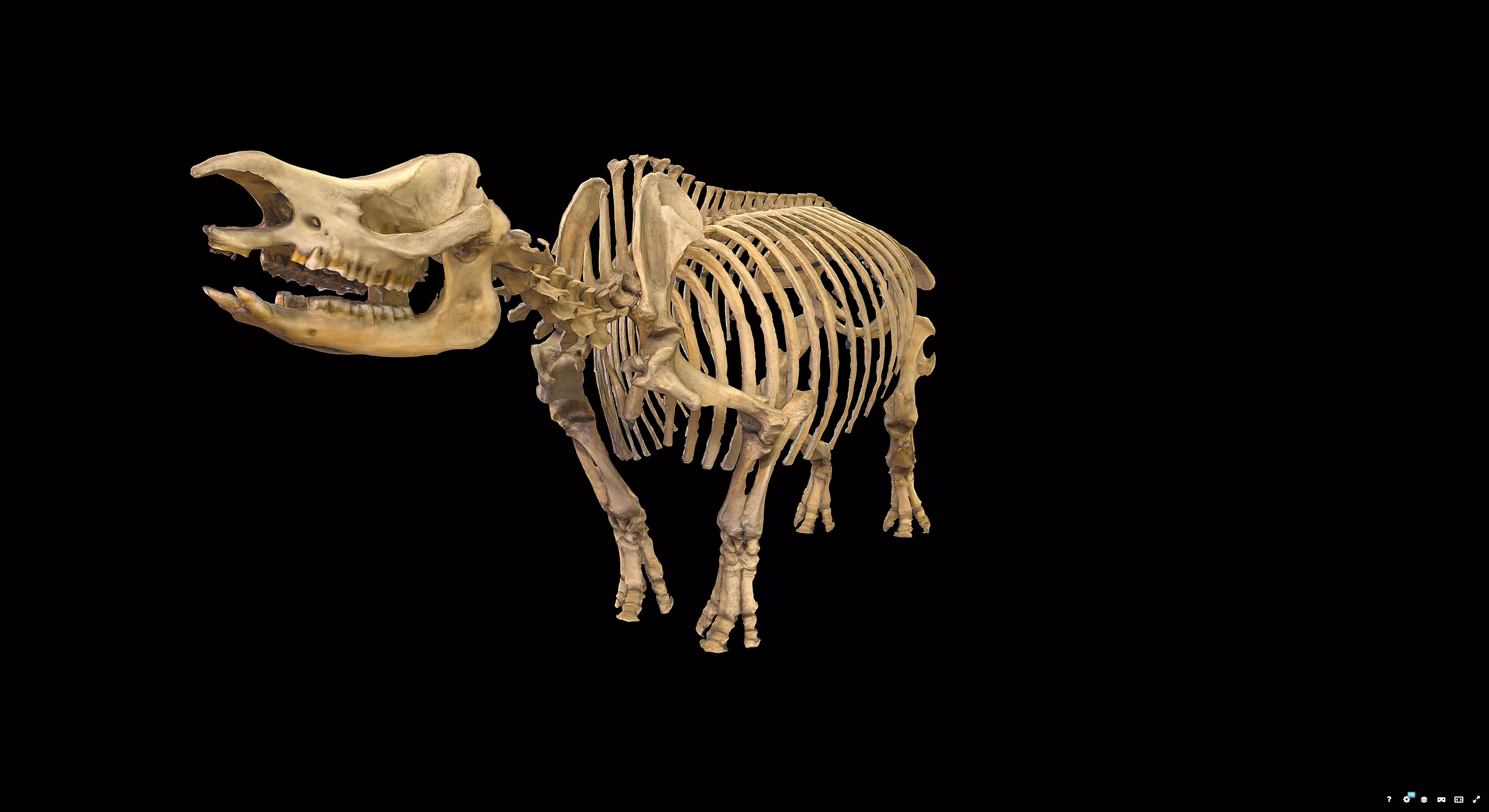 Rhinoceros Skeleton 3D model_4