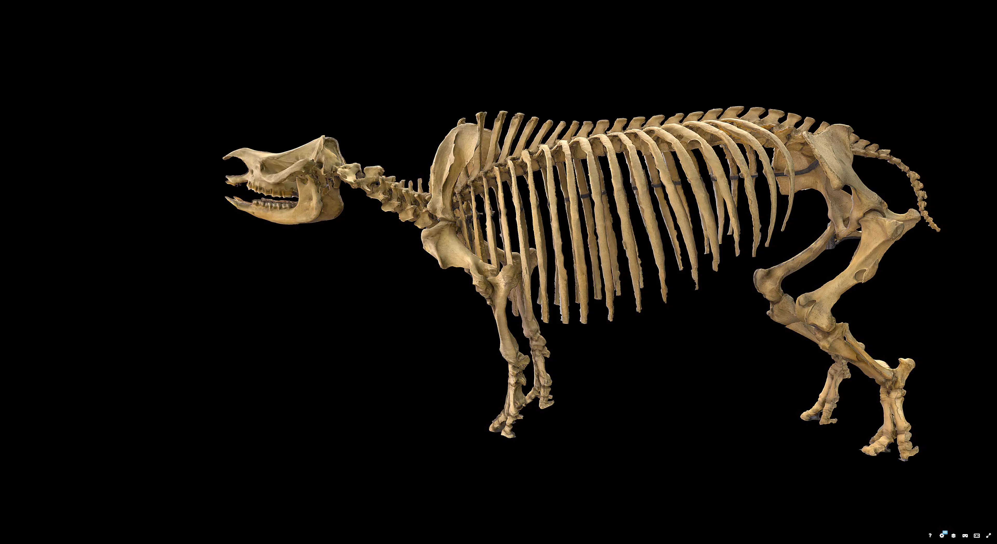 Rhinoceros Skeleton 3D model_3