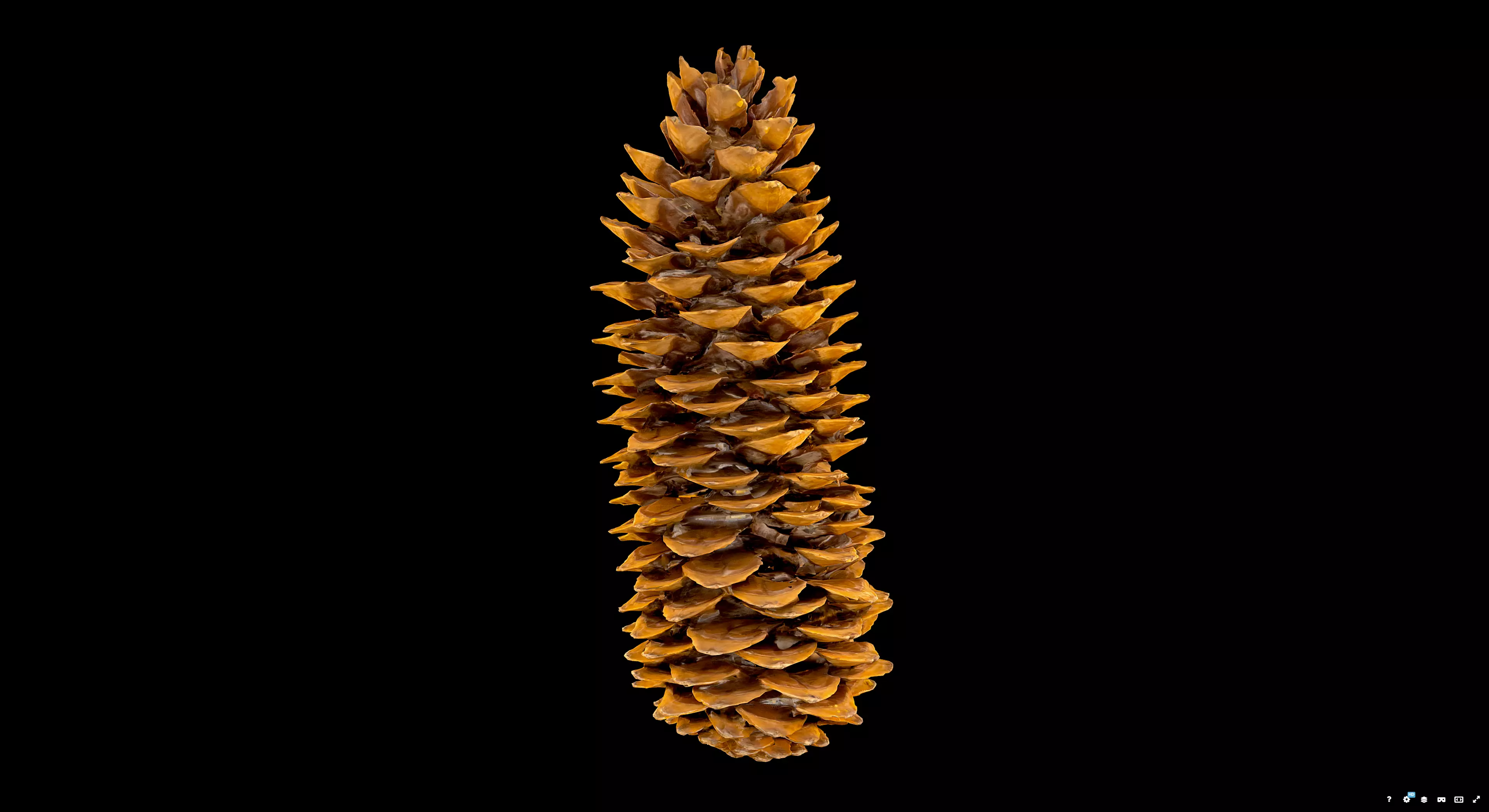 Pine Cone 3D model_1