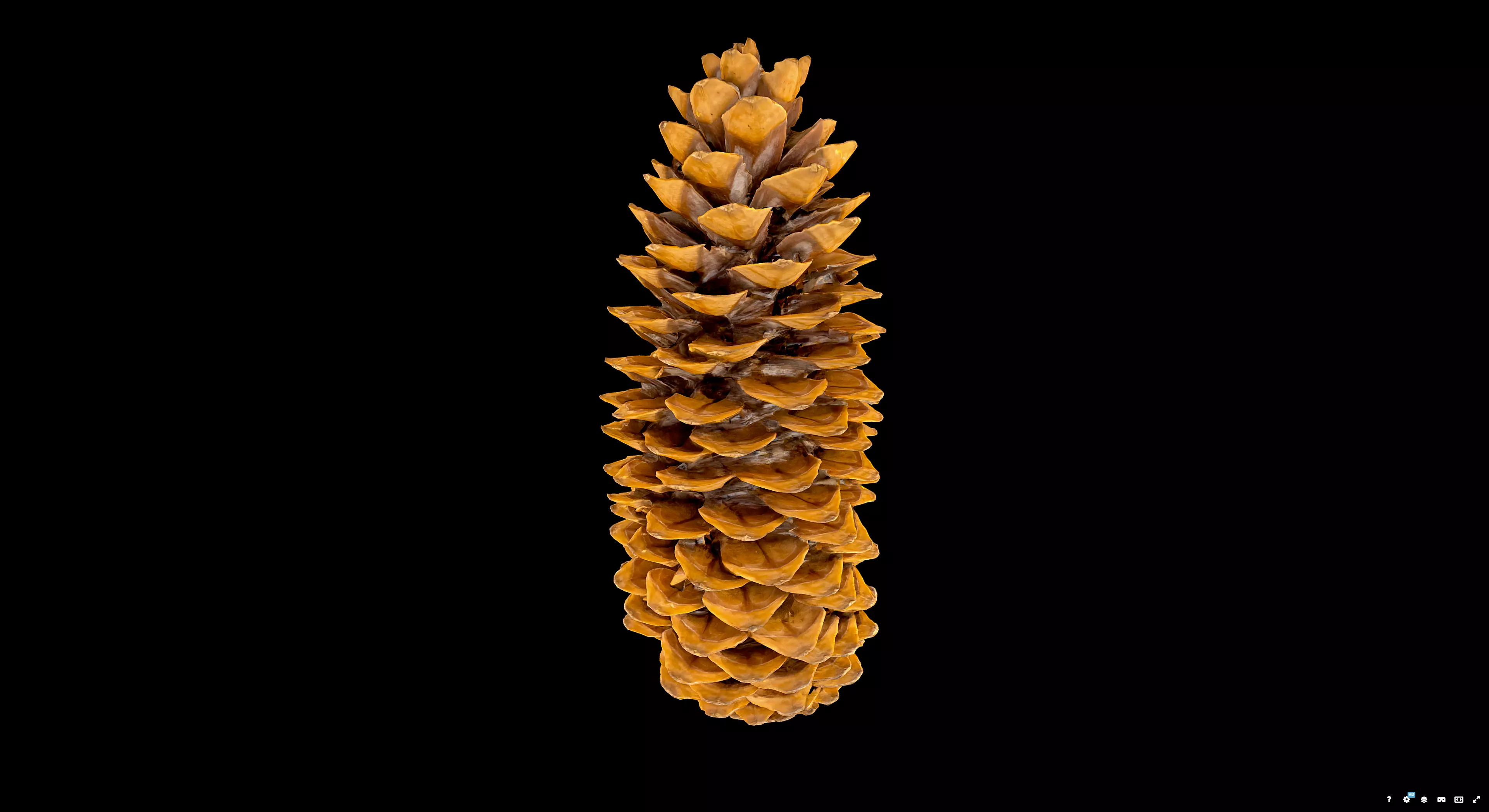 Pine Cone 3D model_3