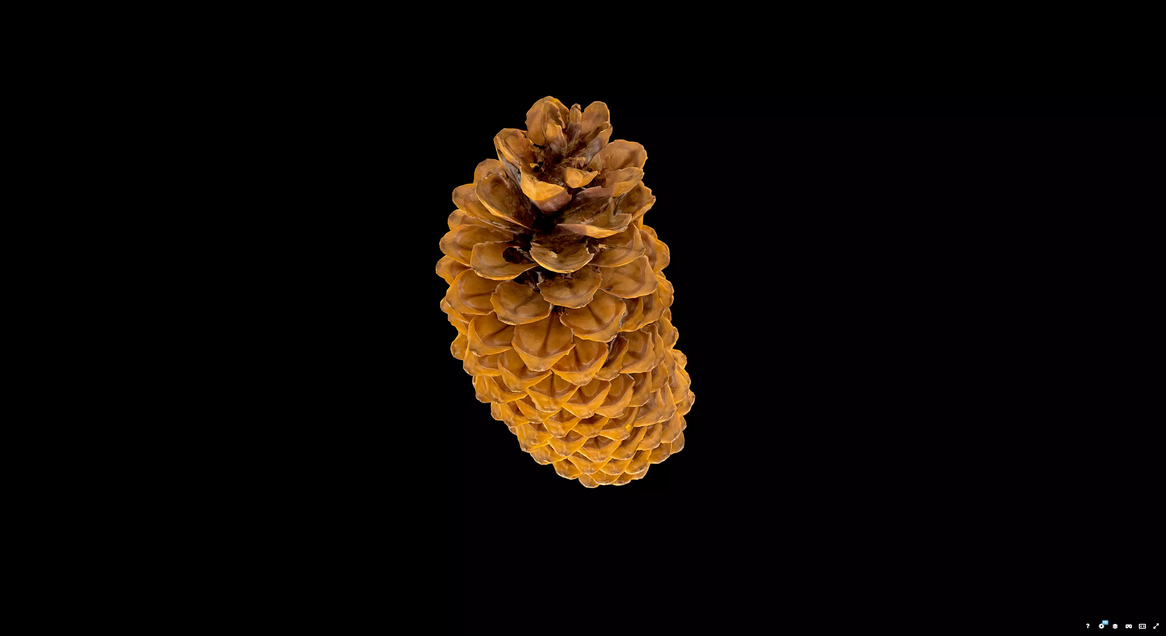 Pine Cone 3D model_7