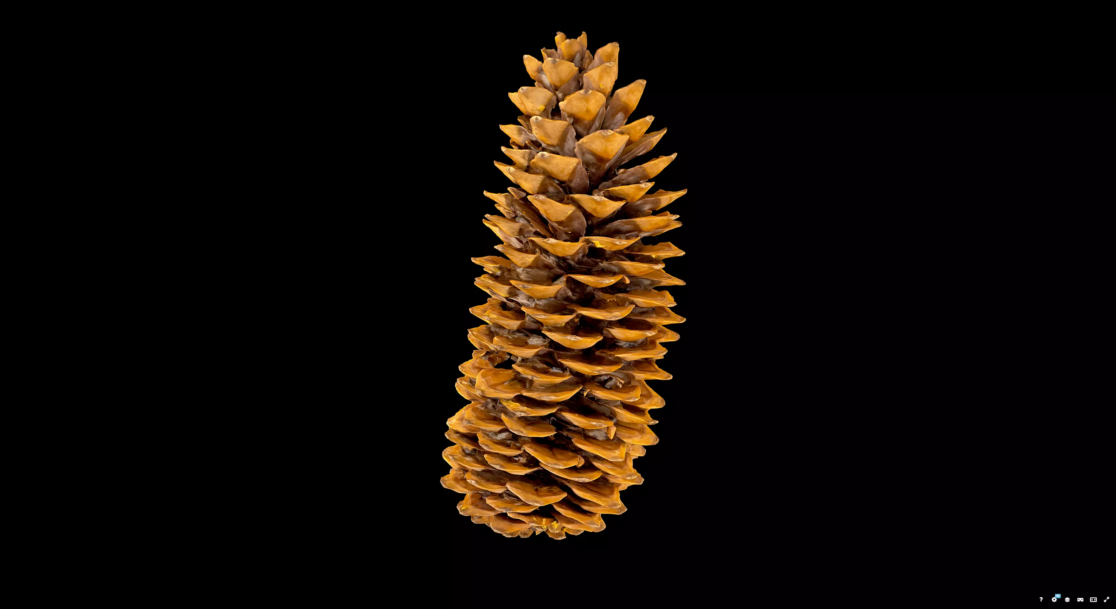 Pine Cone 3D model_4