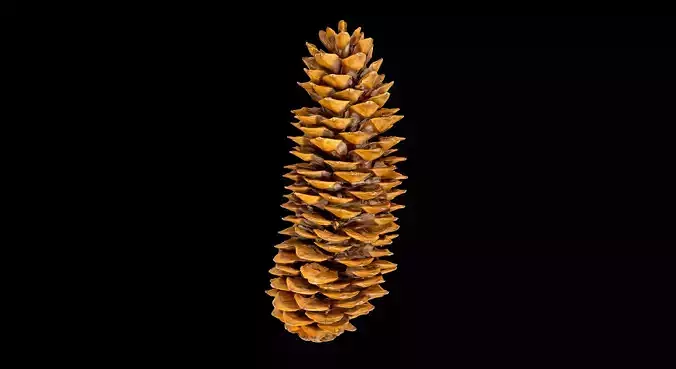 Pine Cone