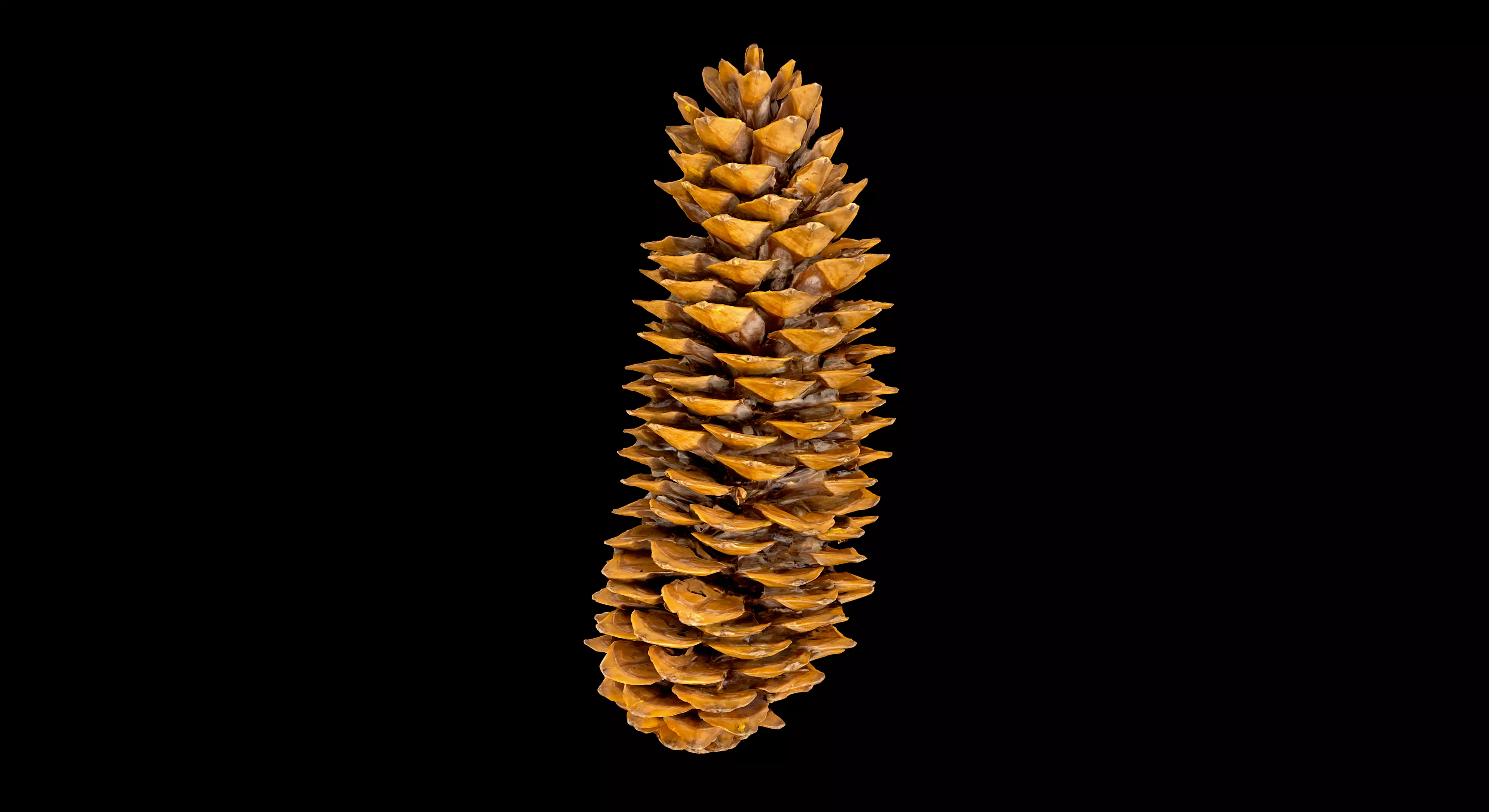 Pine Cone 3D model_0