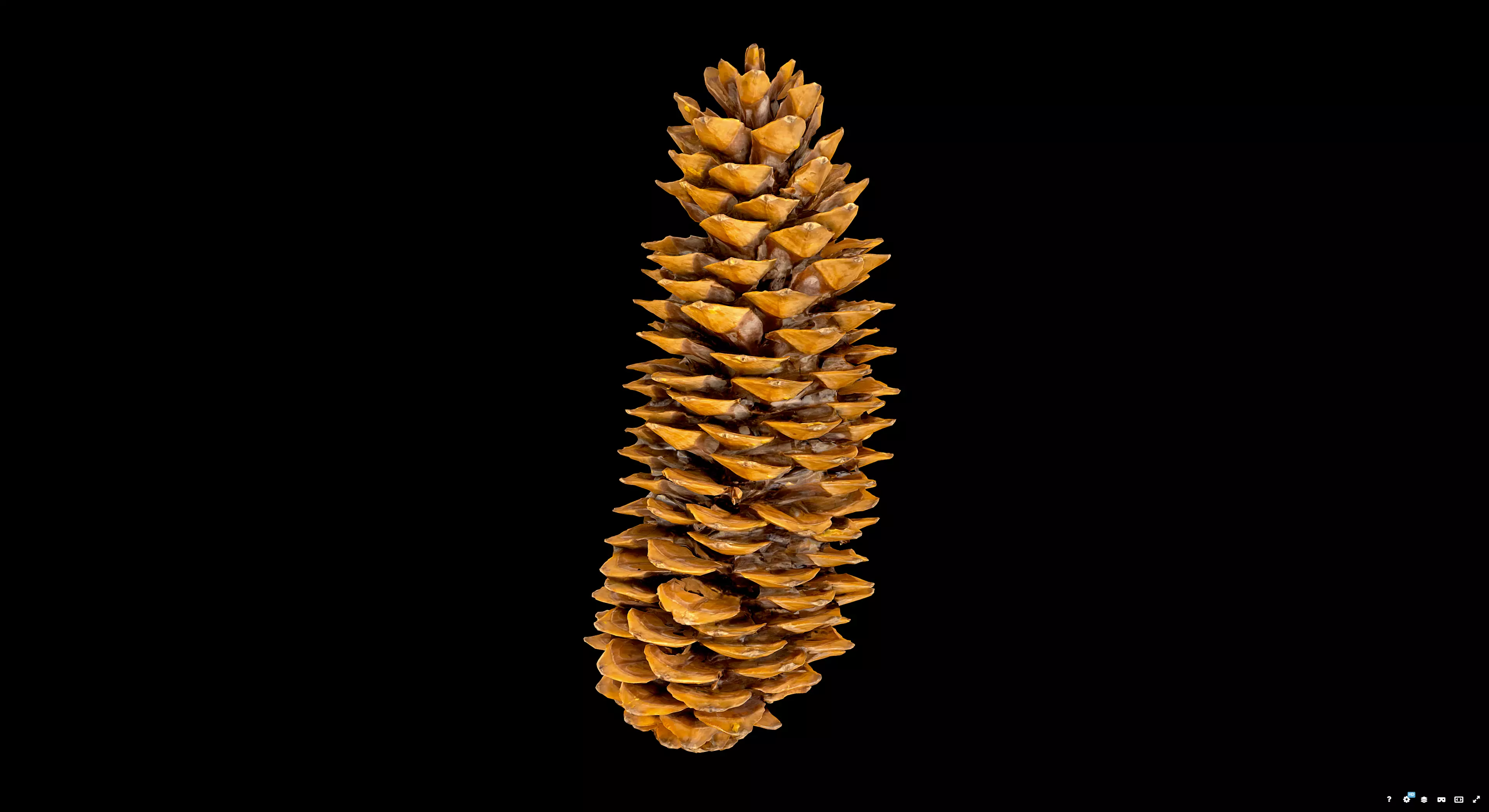 Pine Cone 3D model_5