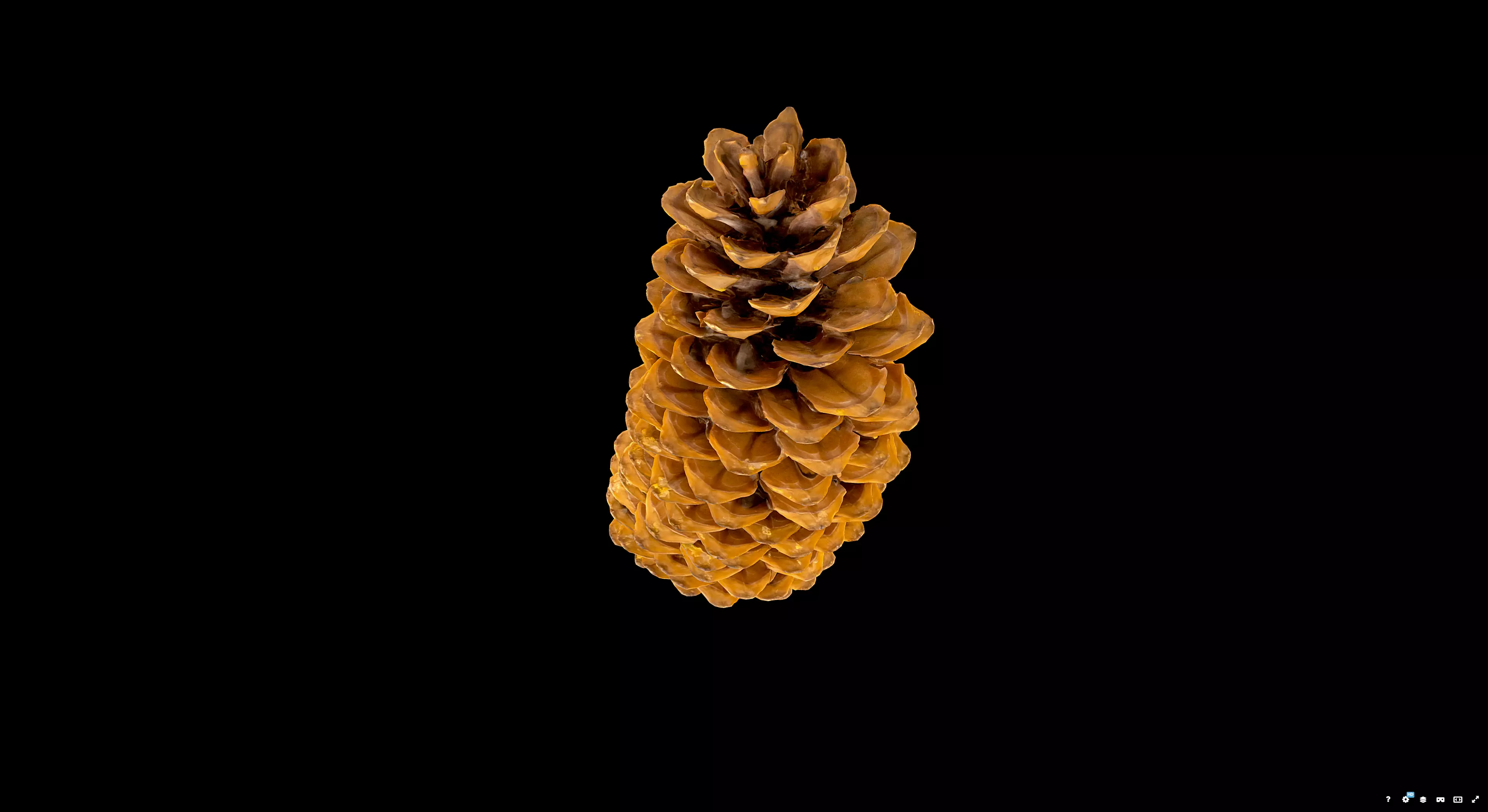 Pine Cone 3D model_6