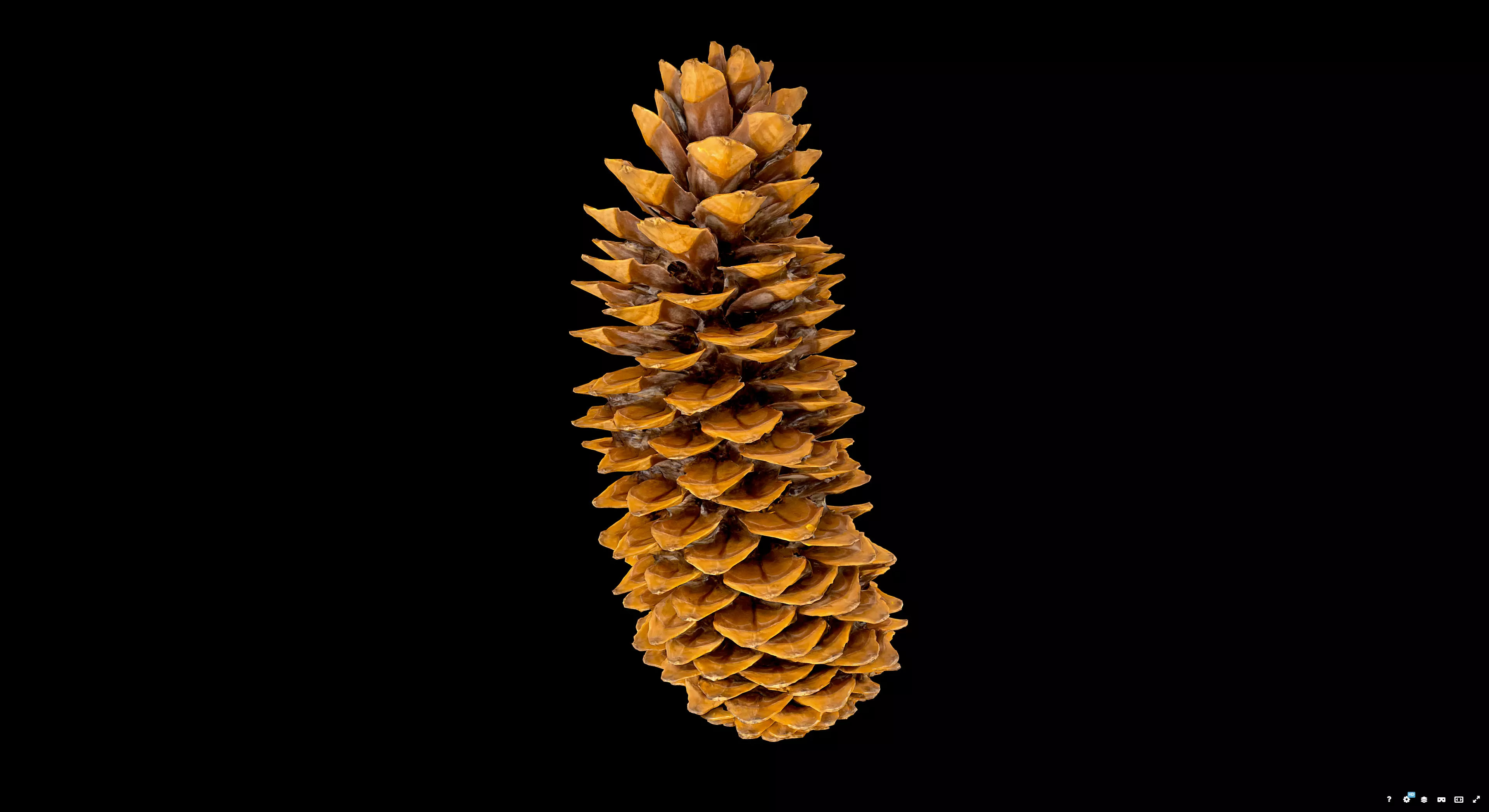 Pine Cone 3D model_2
