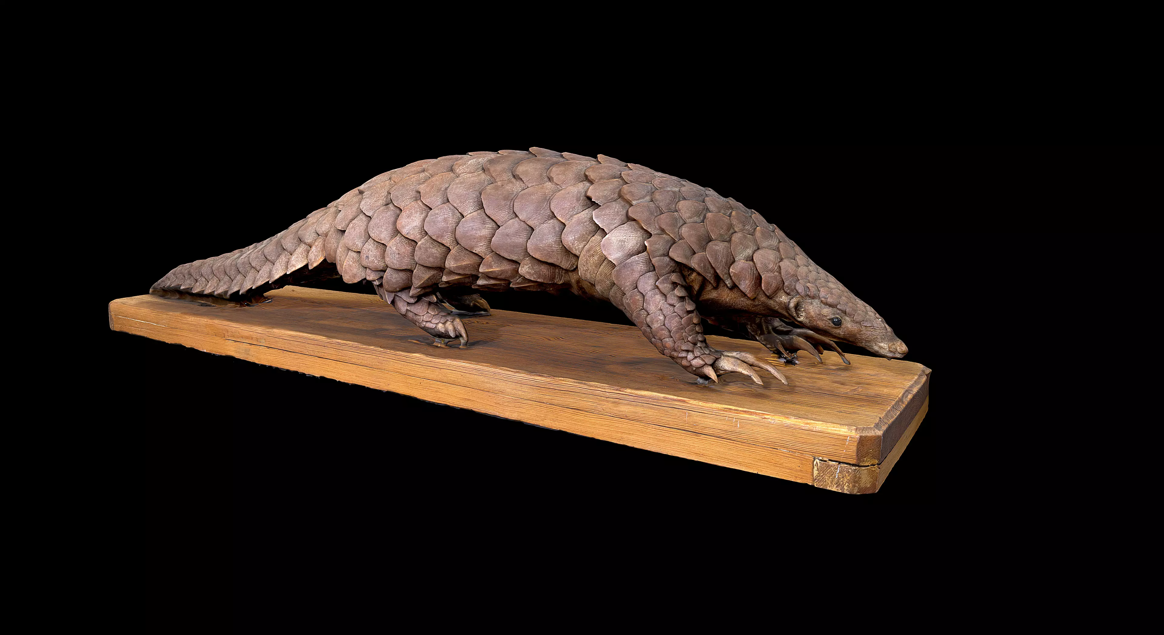 Pangolin 3D model