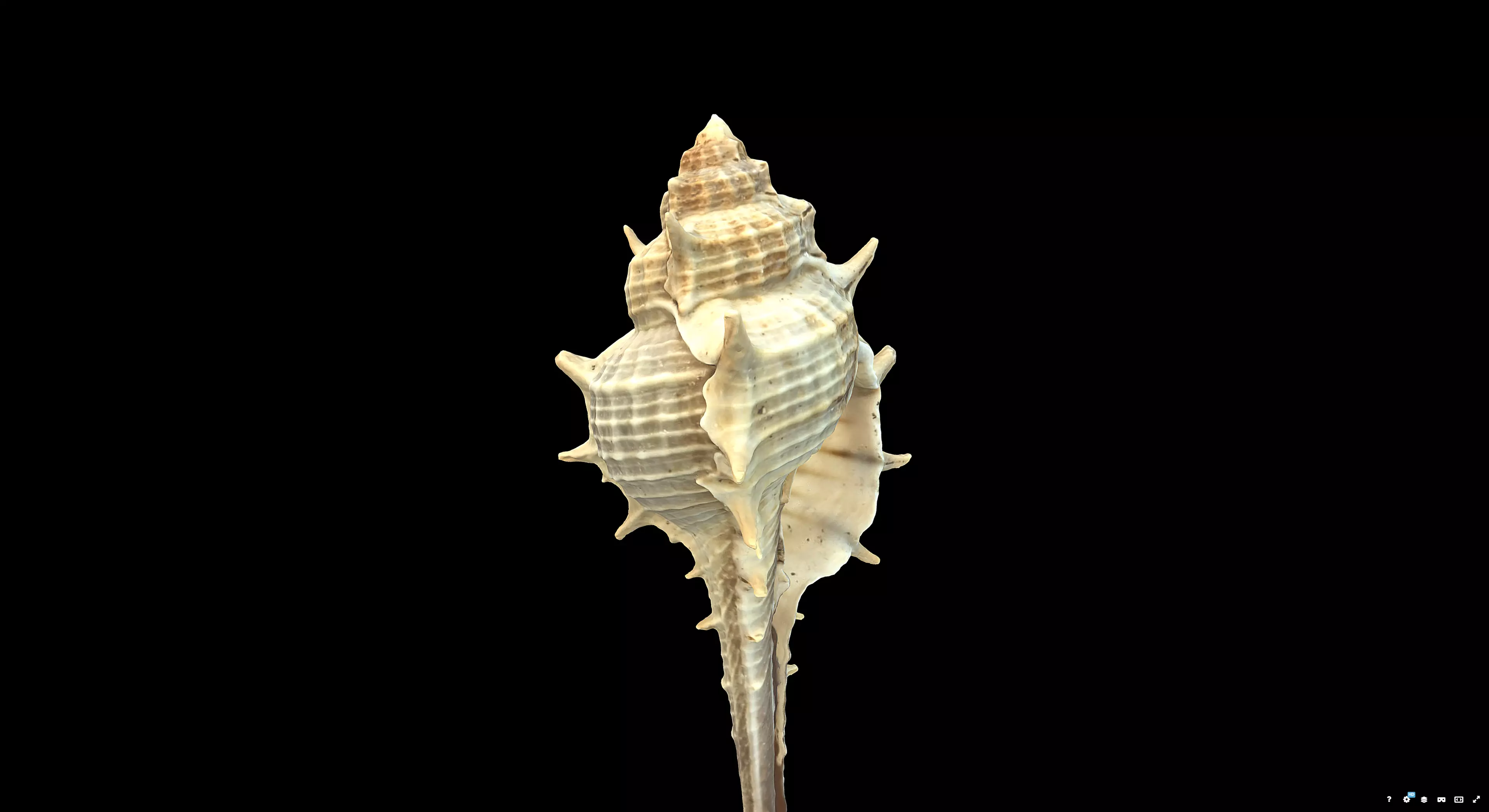 Murex Brandaris 3D model_1