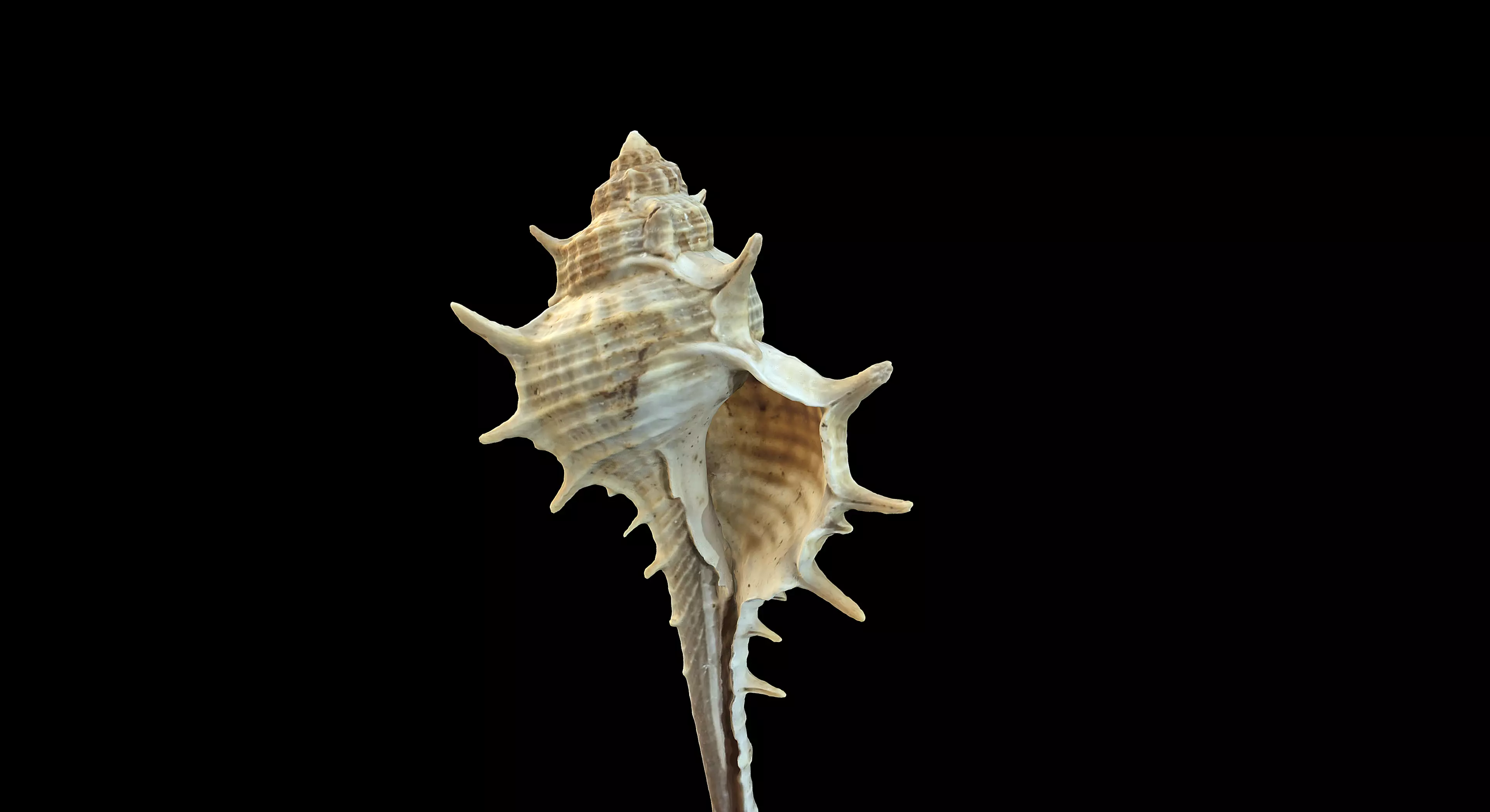 Murex Brandaris 3D model_0