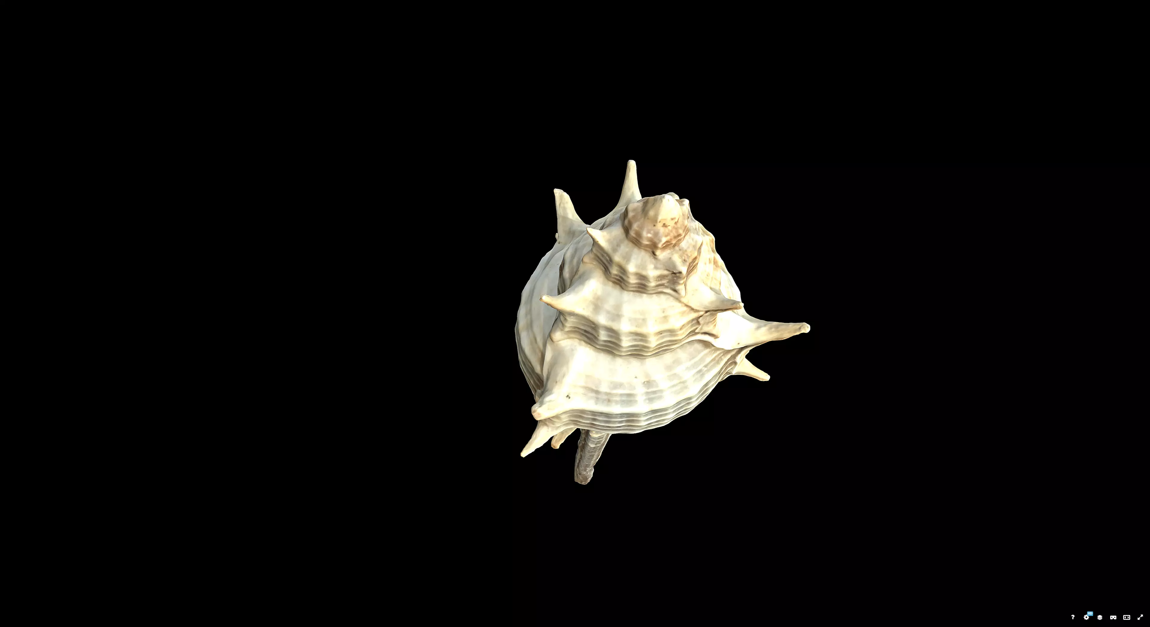 Murex Brandaris 3D model_7