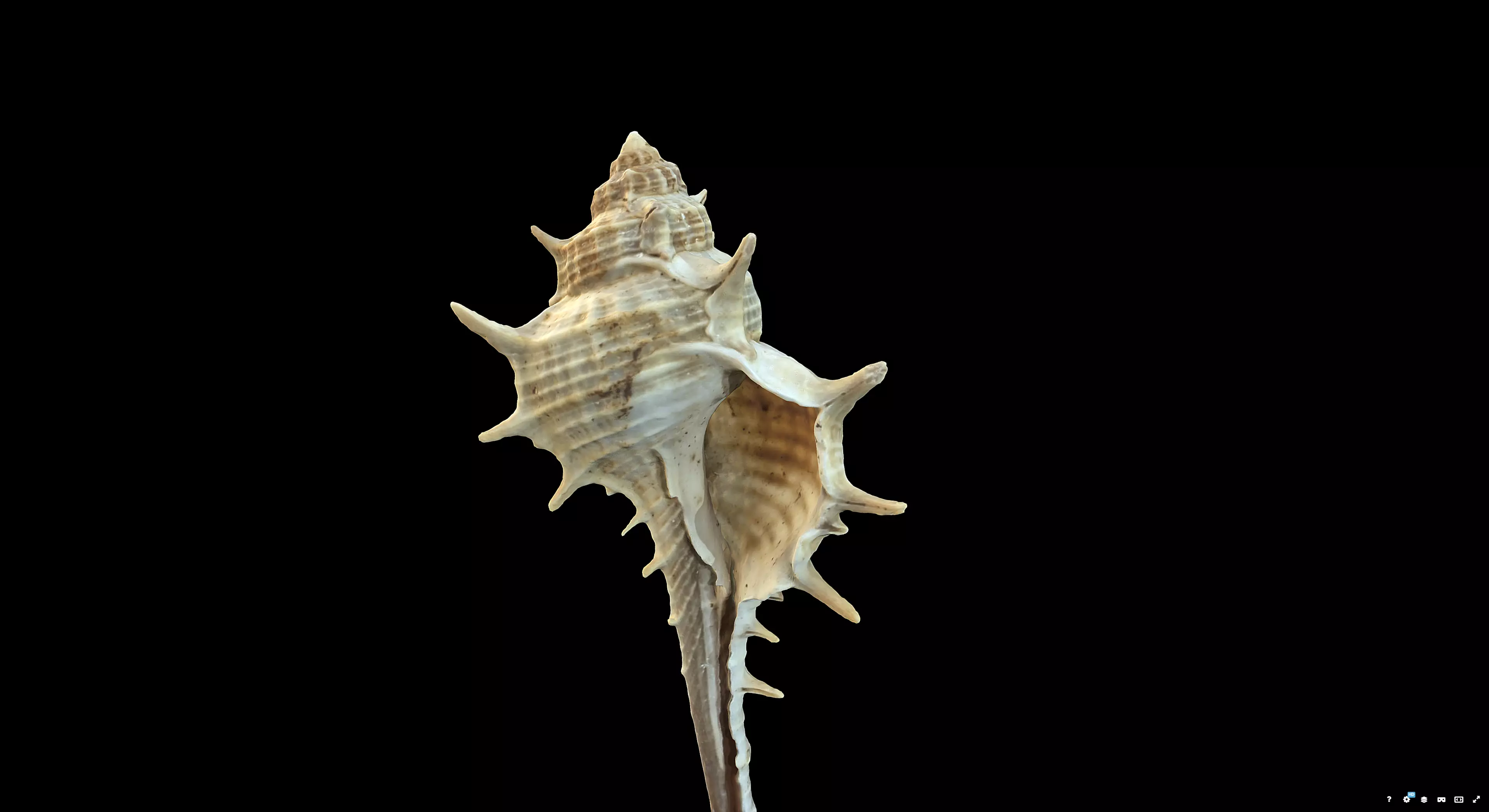 Murex Brandaris 3D model_5