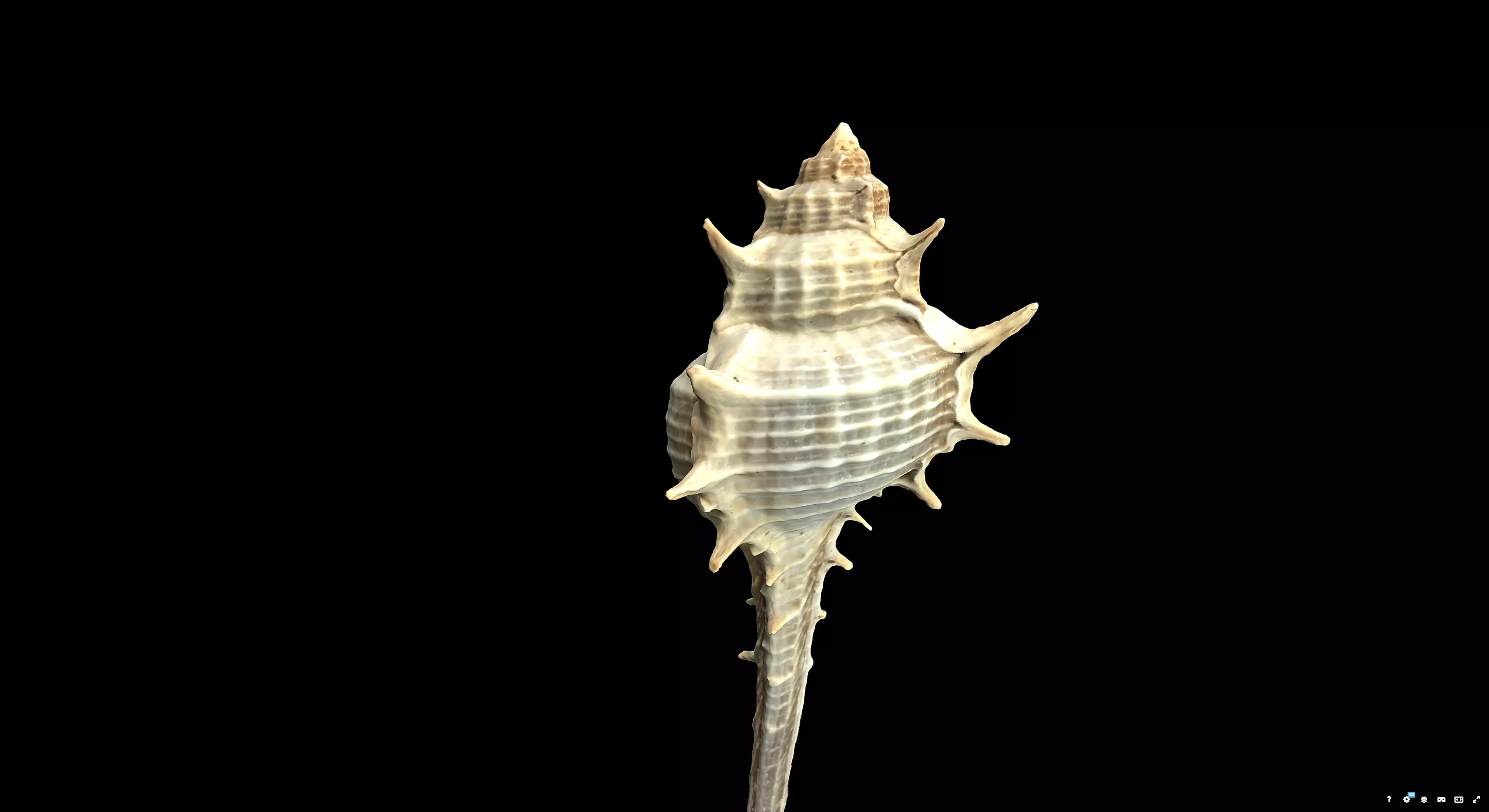 Murex Brandaris 3D model_2