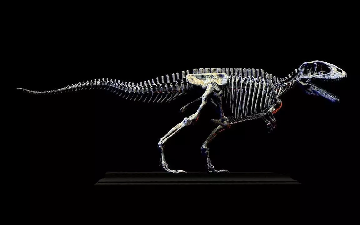 Carcharodontosaurus Skeleton 3D print model_2