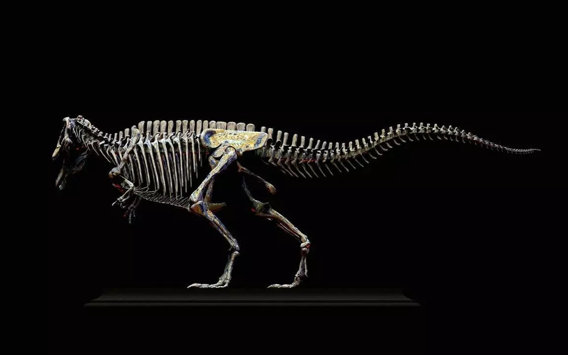 Carcharodontosaurus Skeleton 3D print model_4