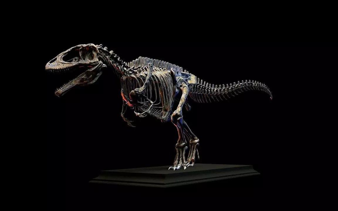 Carcharodontosaurus Skeleton 3D print model_0