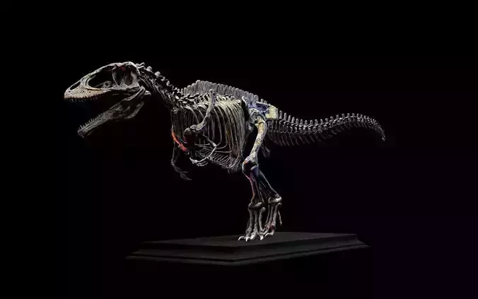 Carcharodontosaurus Skeleton