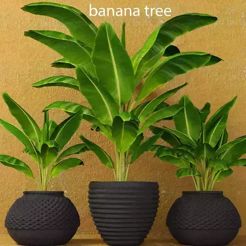 Banana Tree
