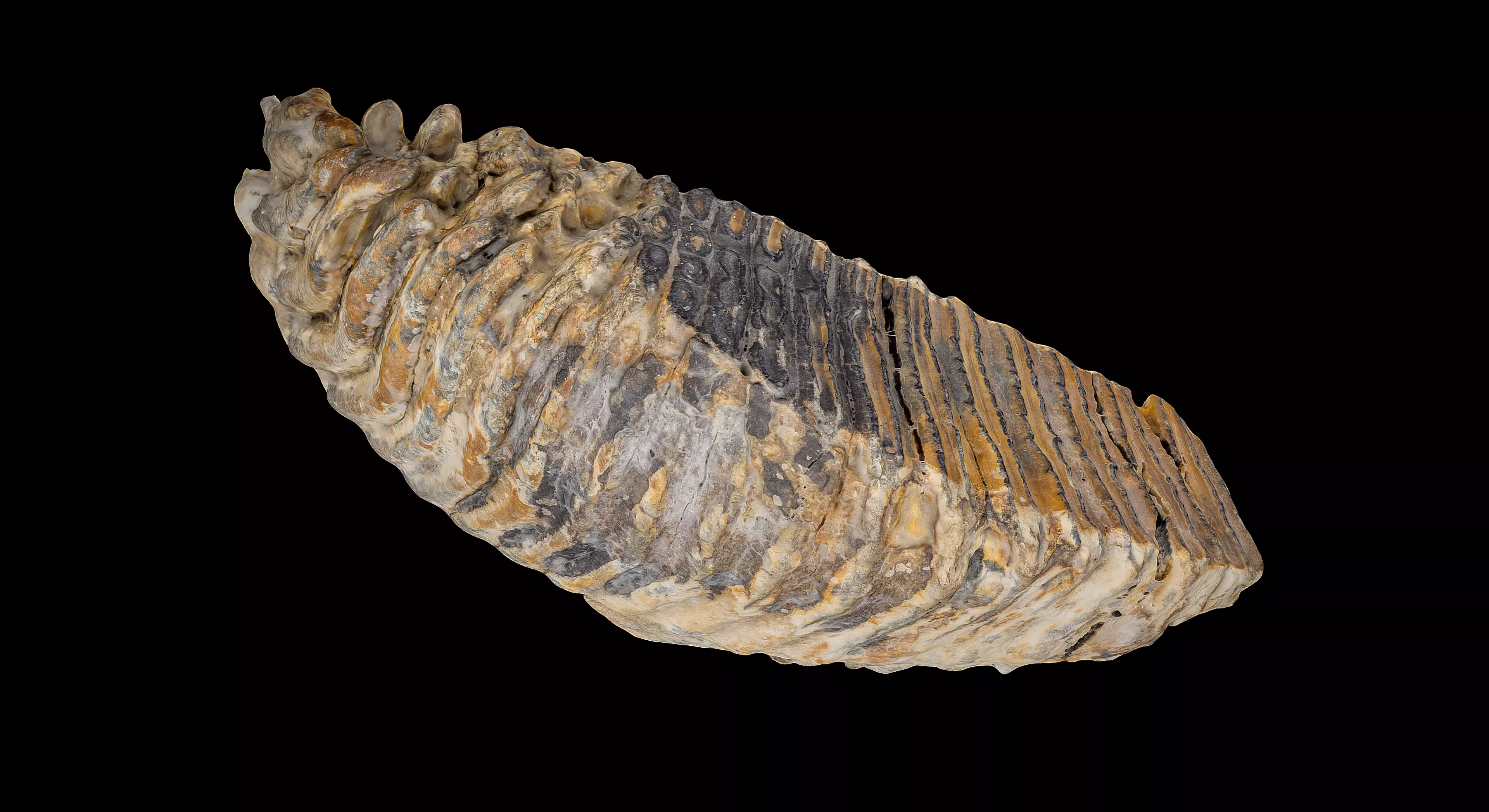 Mammoth Molar 3D model