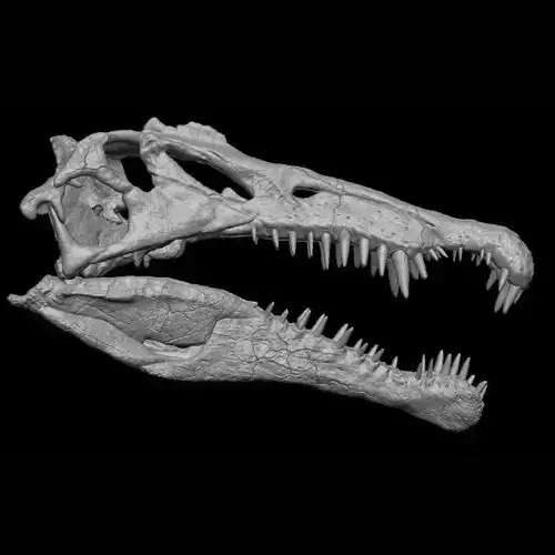 Spinosaurus Skull