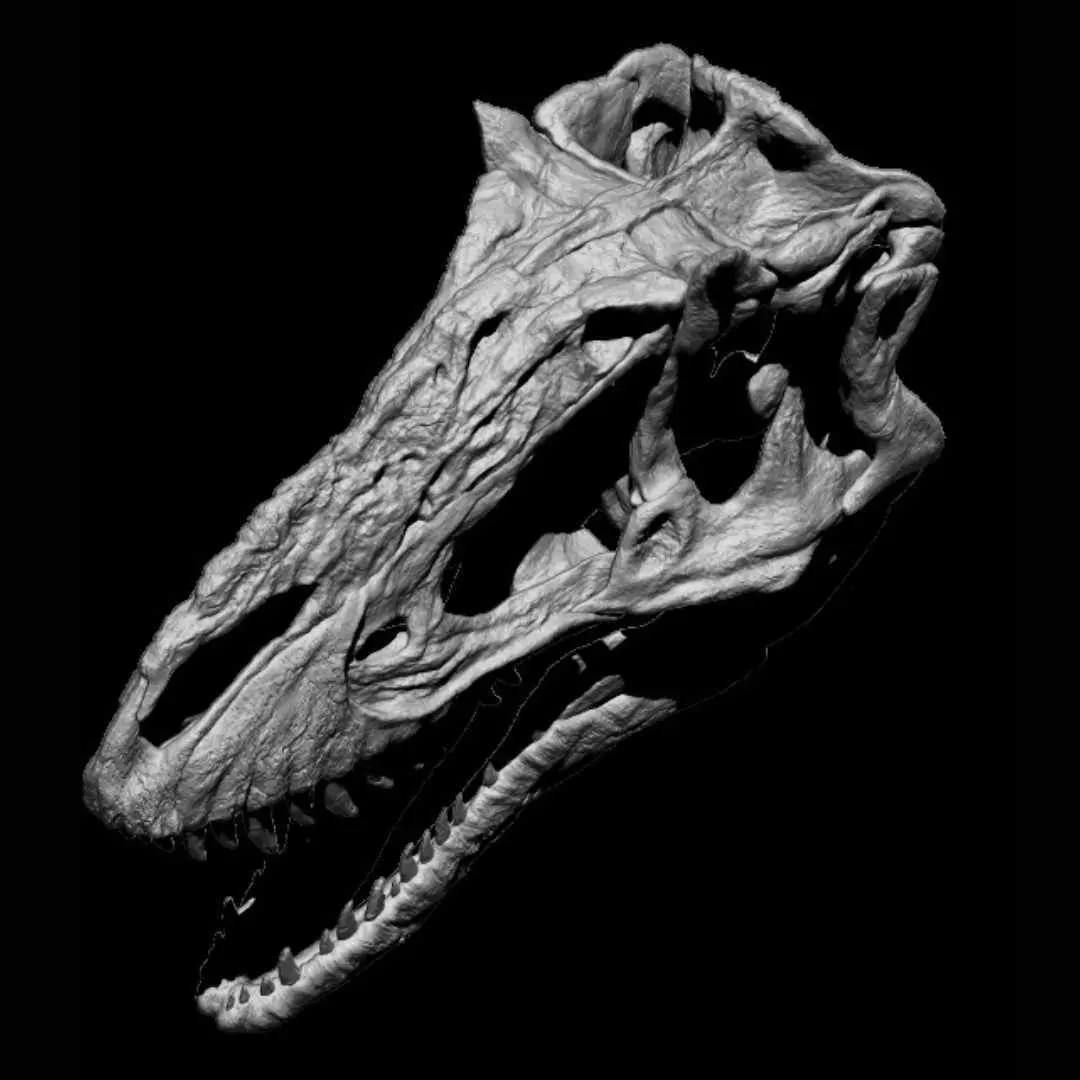 Yutyrannus skull 3D print model_1