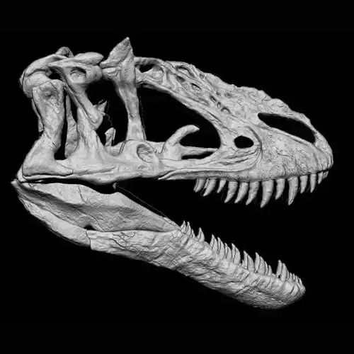 Yutyrannus skull