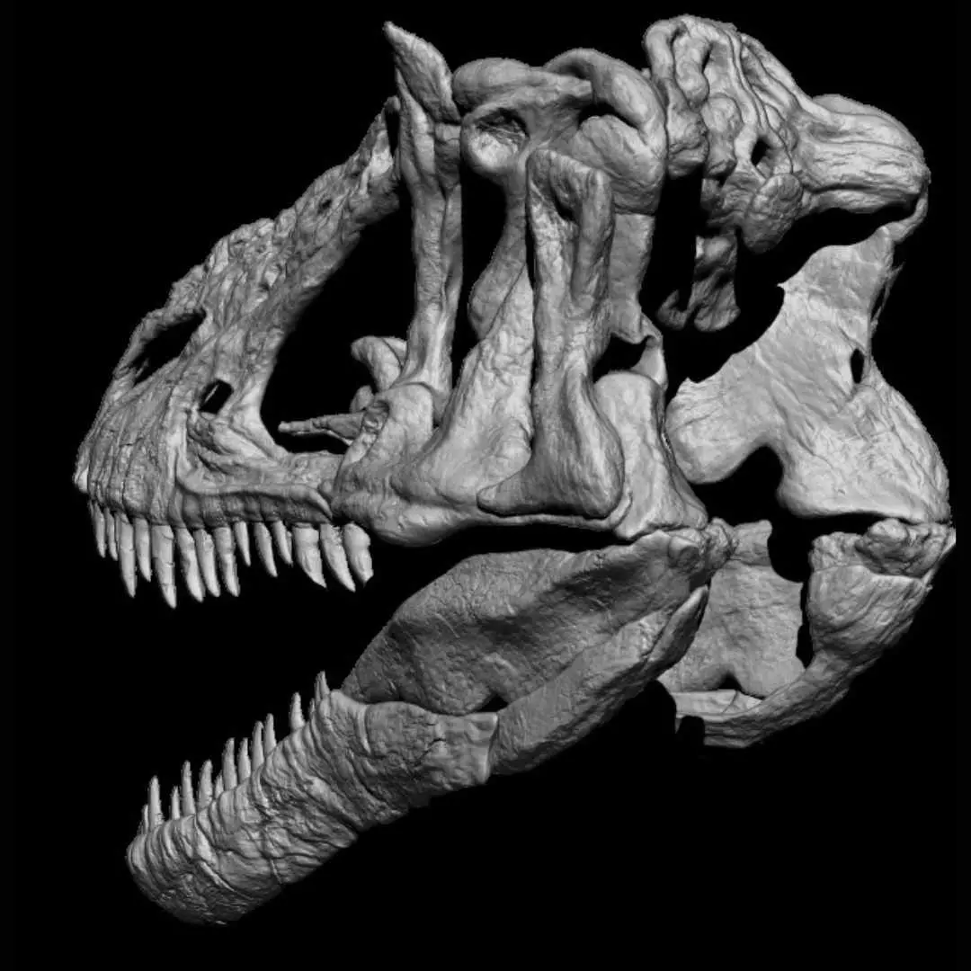 Yutyrannus skull 3D print model_2