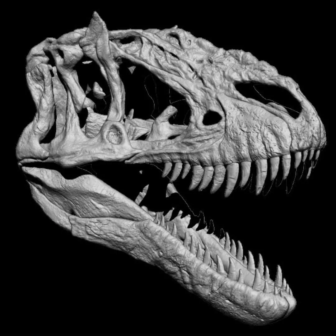 Yutyrannus skull 3D print model_5