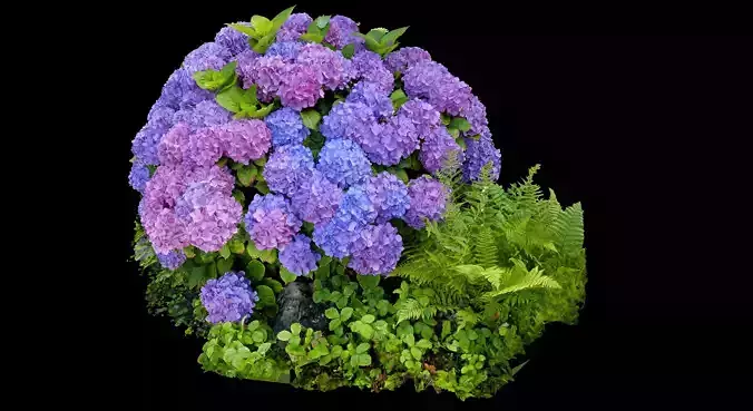 Hortensia Hydrangea
