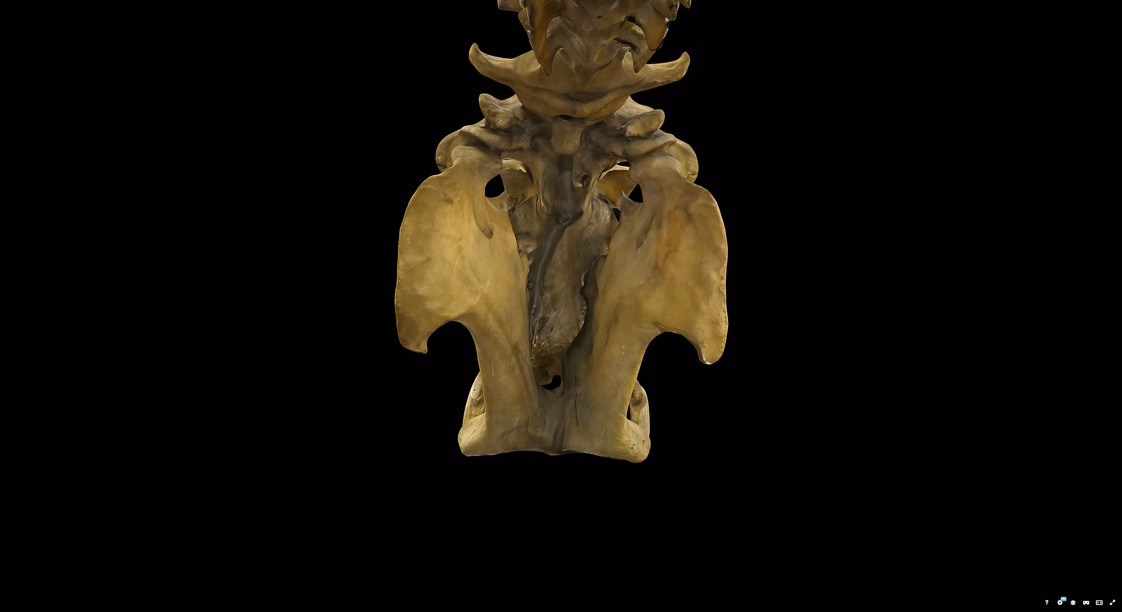Hippopotamus Skull 3D model_2