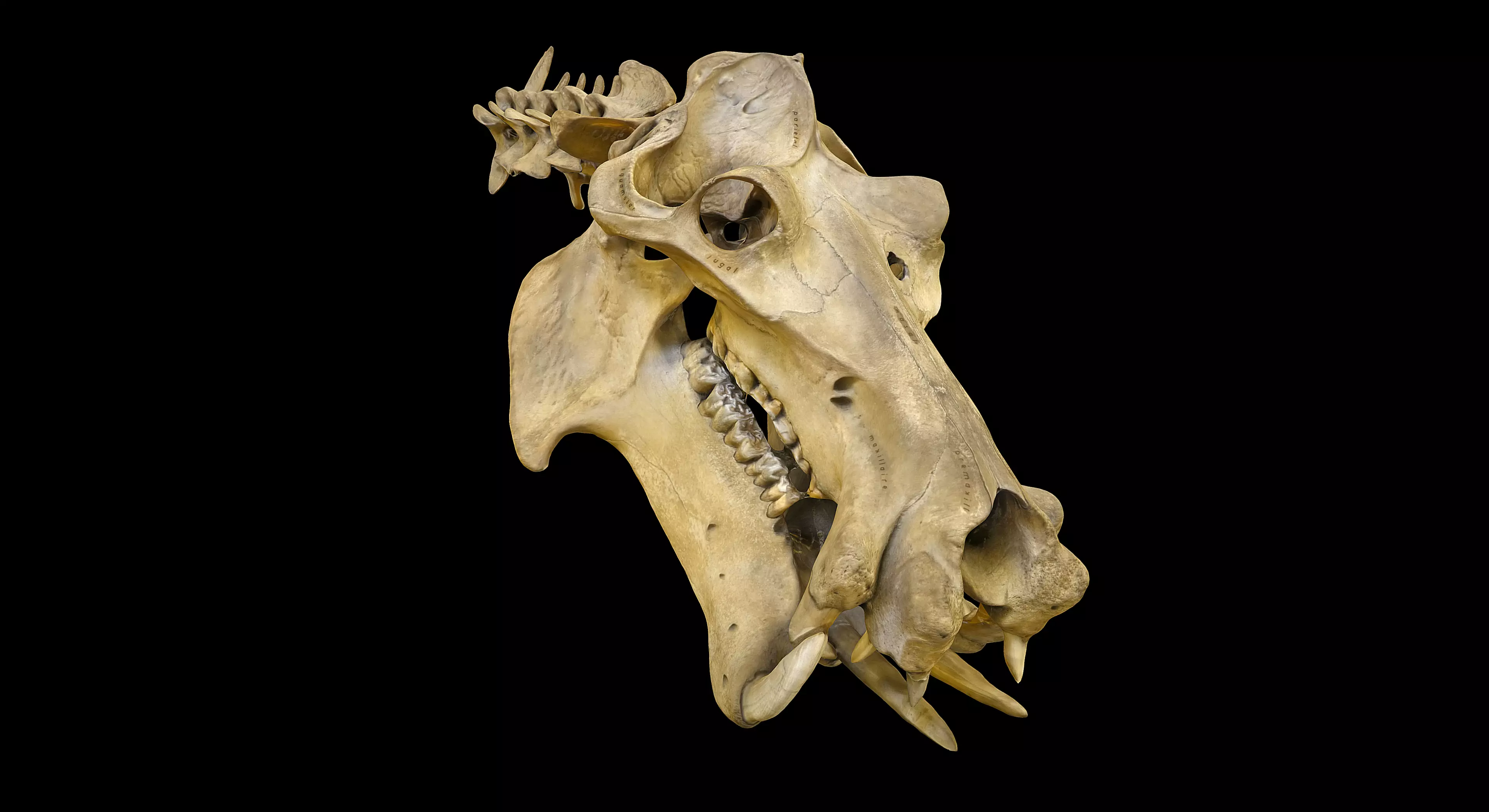 Hippopotamus Skull 3D model_0