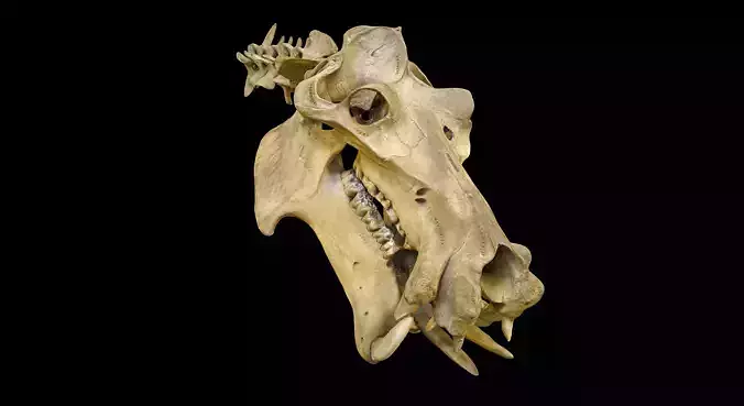 Hippopotamus Skull 3D model
