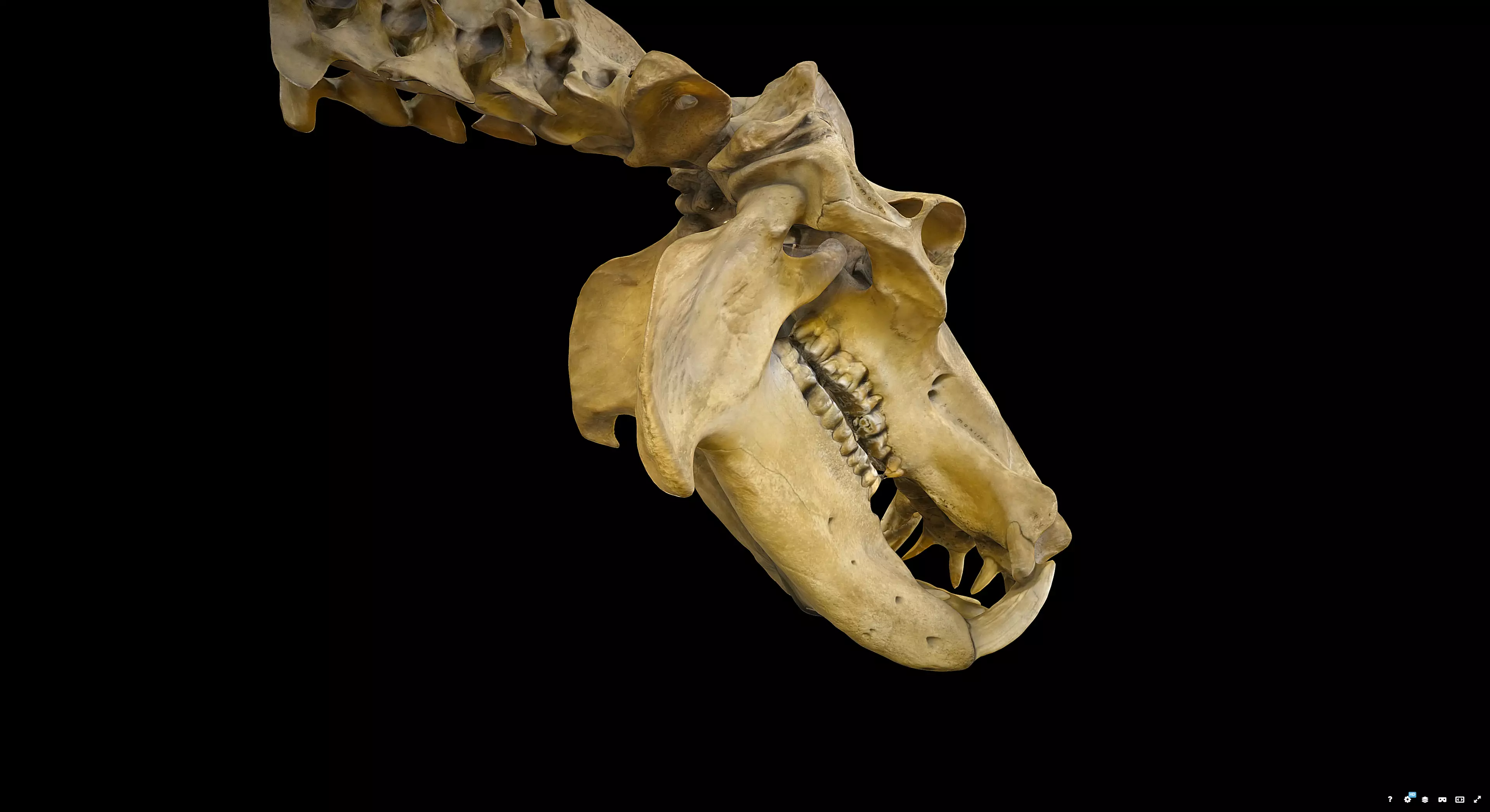 Hippopotamus Skull 3D model_1
